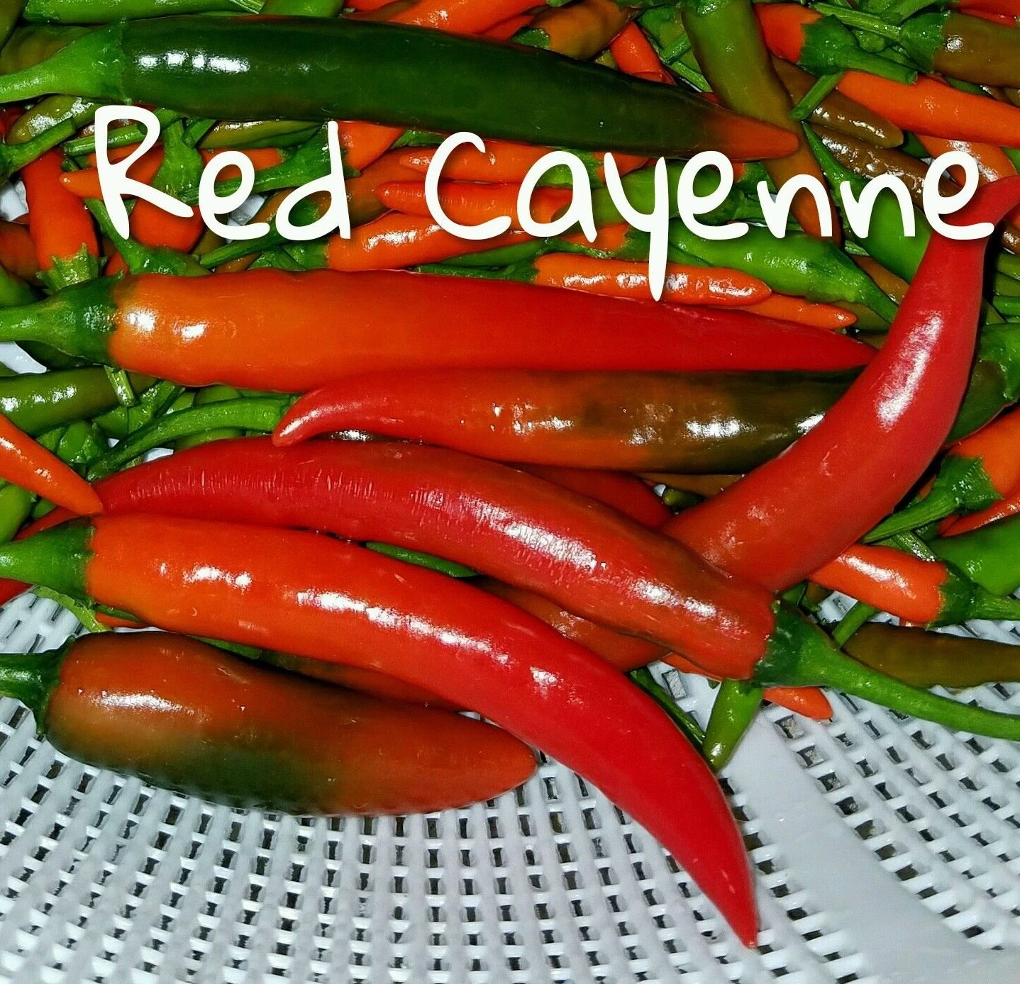 25+ Red Cayenne Pepper Seeds for Planting - Hot Chili Pepper Seeds for Home Garden, Cooking & Spicy Recipes - Perfect for Salsas, Sauces & Seasonings