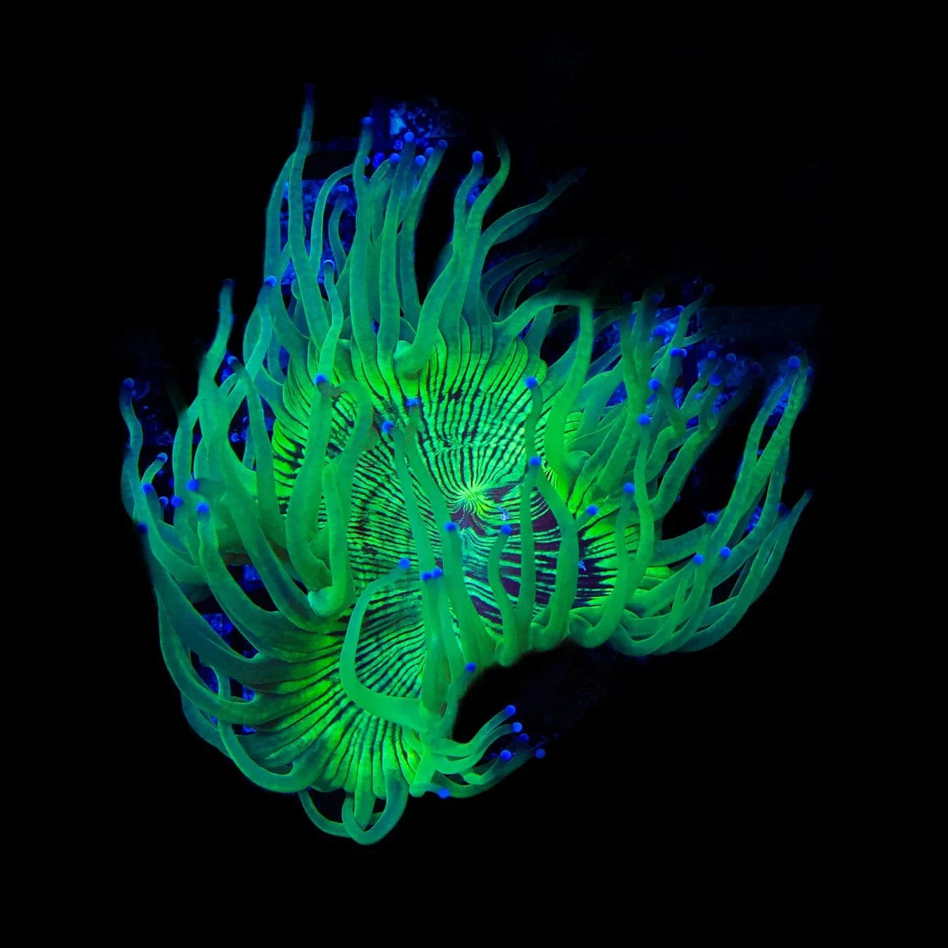 Blue Tip Elegance Coral - Premium Saltwater Aquarium Coral for Reef Tanks | Perfect for Marine Fish Tanks & Coral Displays