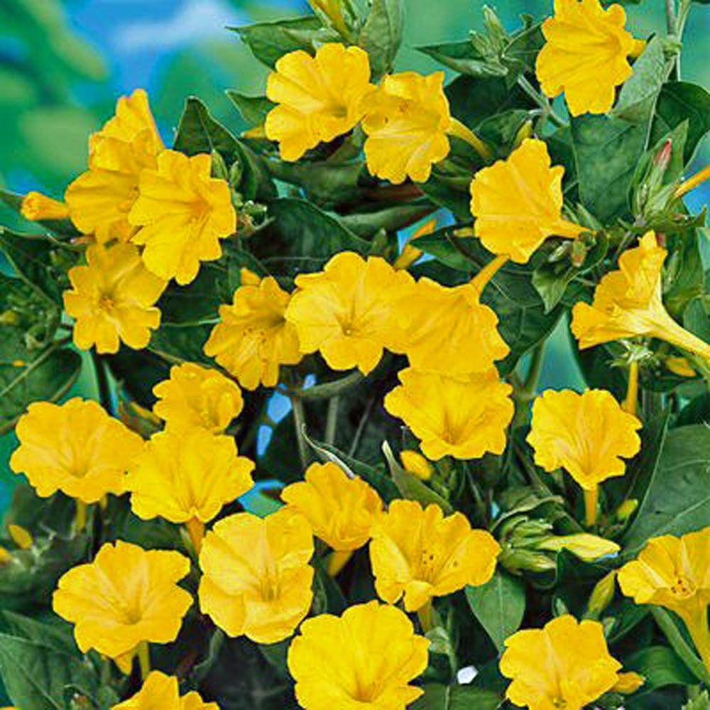 Four O'clock Golden Flower Seeds - 25+ Vivid Golden/Yellow Blooms for Garden Planting | Perfect for Borders, Containers & Butterfly Gardens