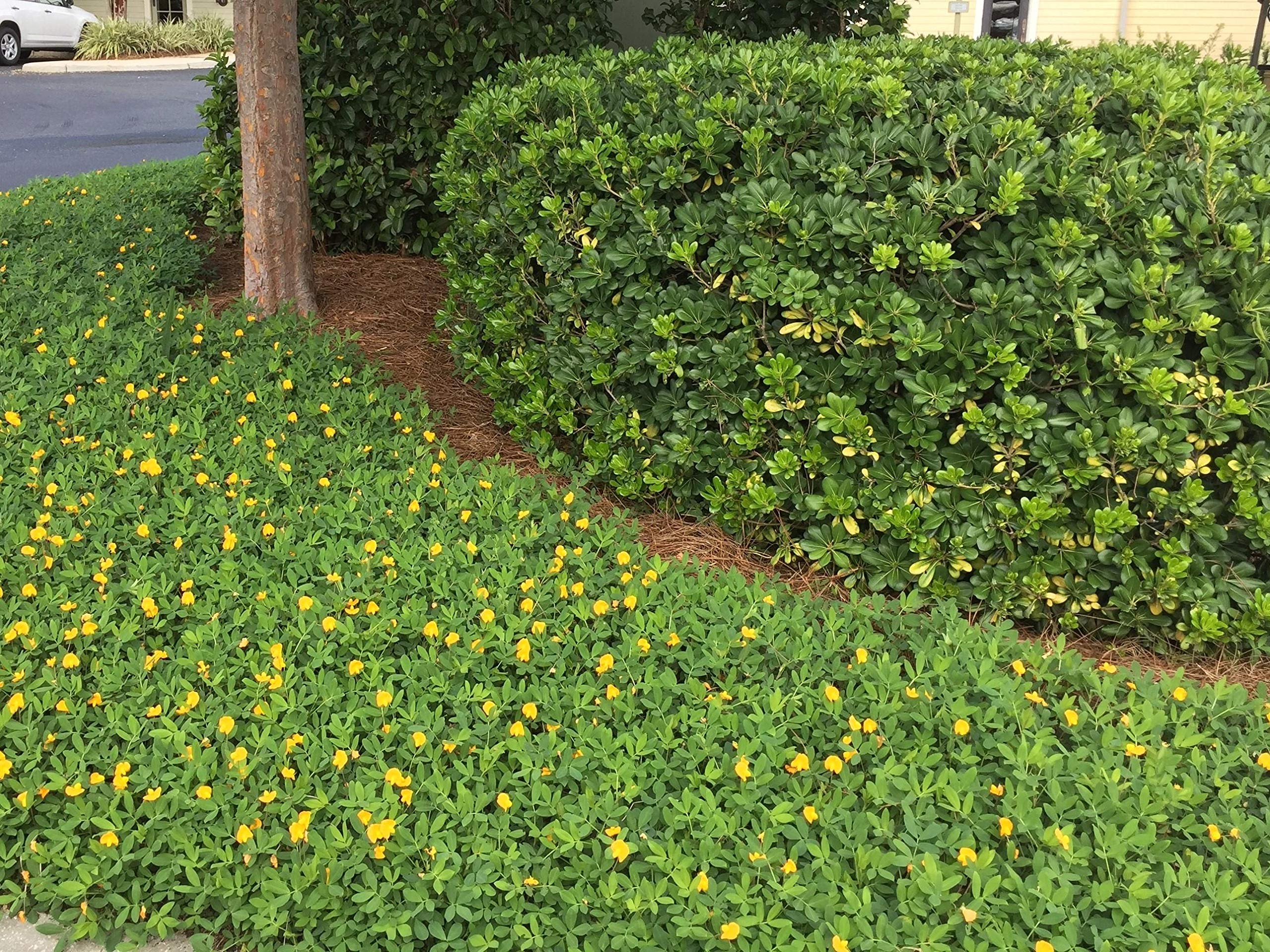 EcoTurf Perennial Peanut Grass - 30 Live Arachis Glabrata Plants - Drought Tolerant, Low Maintenance Ground Cover for Lawns, Landscaping & Erosion Control