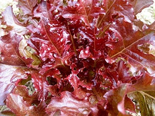 Red Leaf Lettuce Seeds (200 Count) - Vibrant Color, Beautiful & Tasty Salad Greens for Home Garden & Fresh Salads