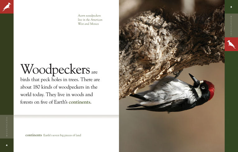 Amazing Animals (2014): Woodpeckers - Educational Wildlife Documentary for Nature Lovers & Bird Watching Enthusiasts | Perfect for Home Learning, Classroom Teaching & Nature Exploration