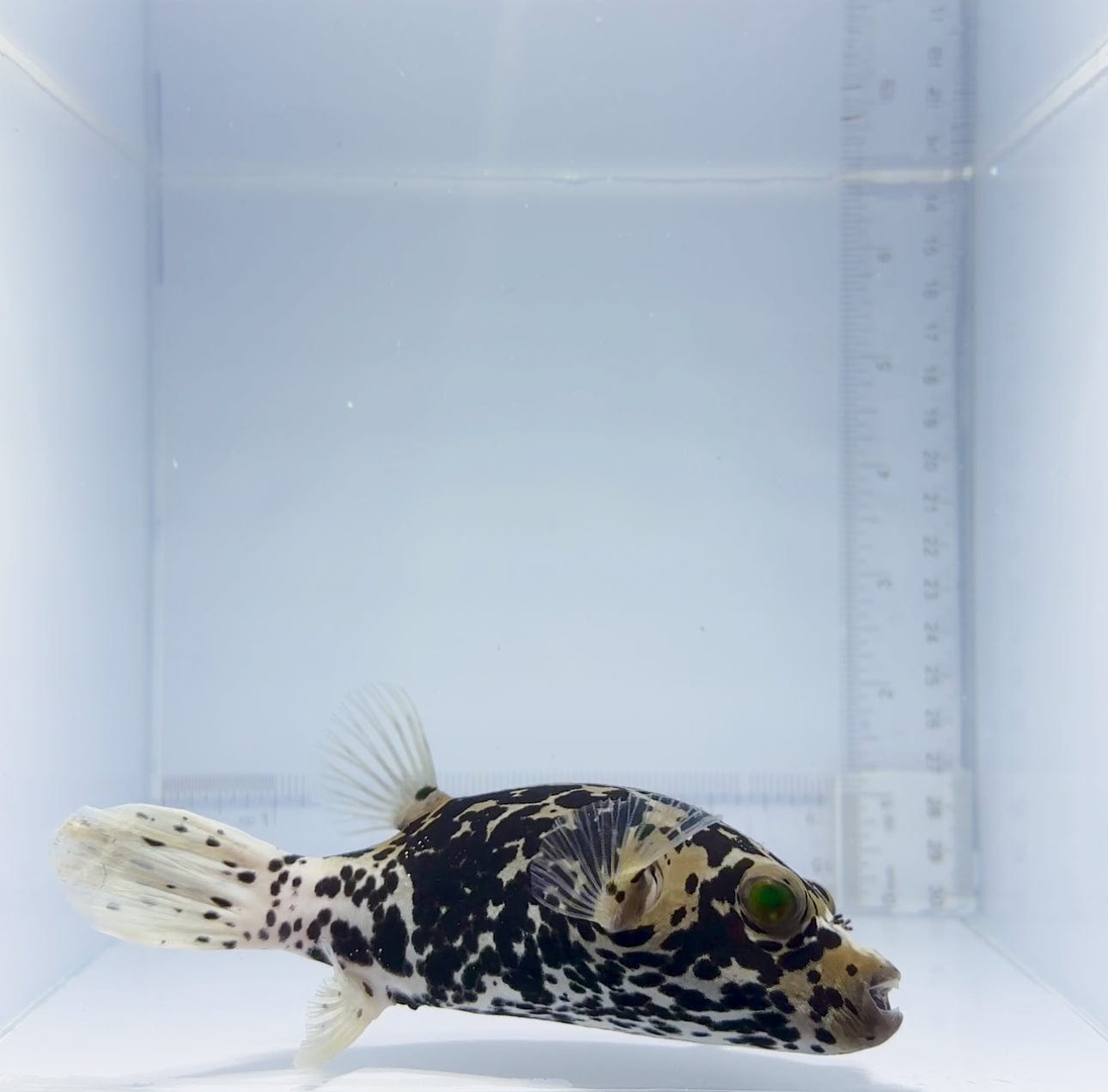 Dalmatian Puffer Fish - Exotic Saltwater Aquarium Fish for Marine Tanks | Perfect for Home & Office Aquariums