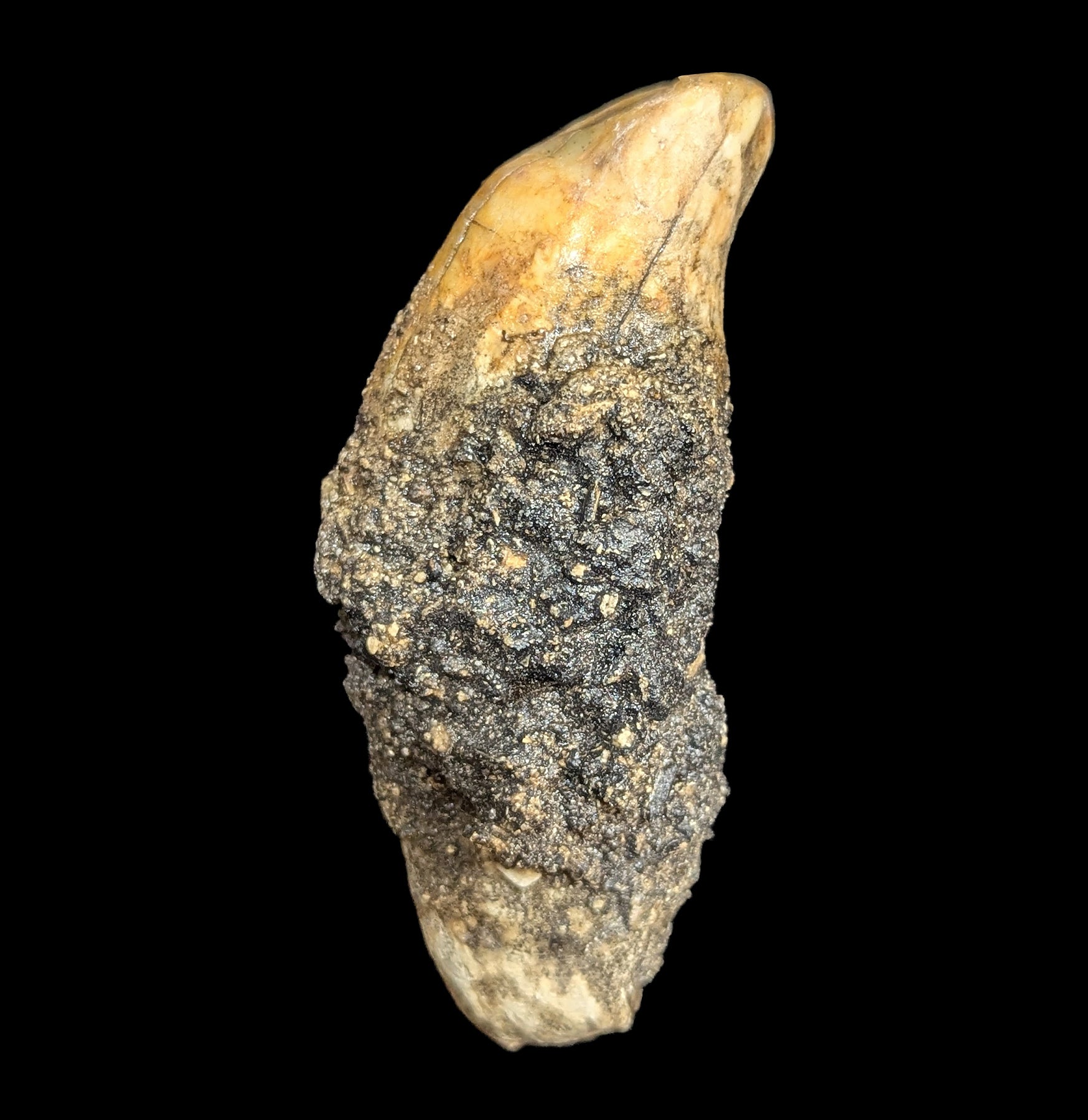 Authentic Fossil Cave Bear Canine Specimen - Genuine Ice Age Collectible for Paleontology Enthusiasts - Perfect for Display, Education, and Museum-Quality Collections