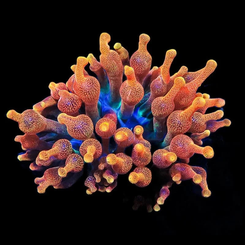 Chicago Sunburst Anemone - Vibrant Coral for Saltwater Aquariums | Perfect for Reef Tanks & Marine Displays