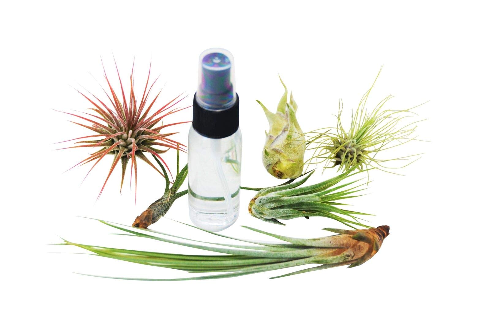 6 Pack Air Plant Assortment with Spray Bottle - 6 Different Tillandsia Varieties for Home Decor, Office & Terrarium