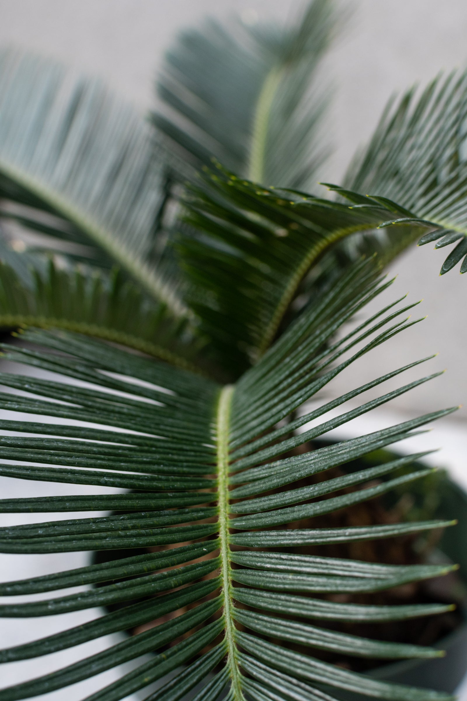 King Sago Palm (Cycas Revoluta) - 6 Inch Potted Plant | Indoor & Outdoor Tropical Decor | Perfect for Home, Office, and Garden Landscaping