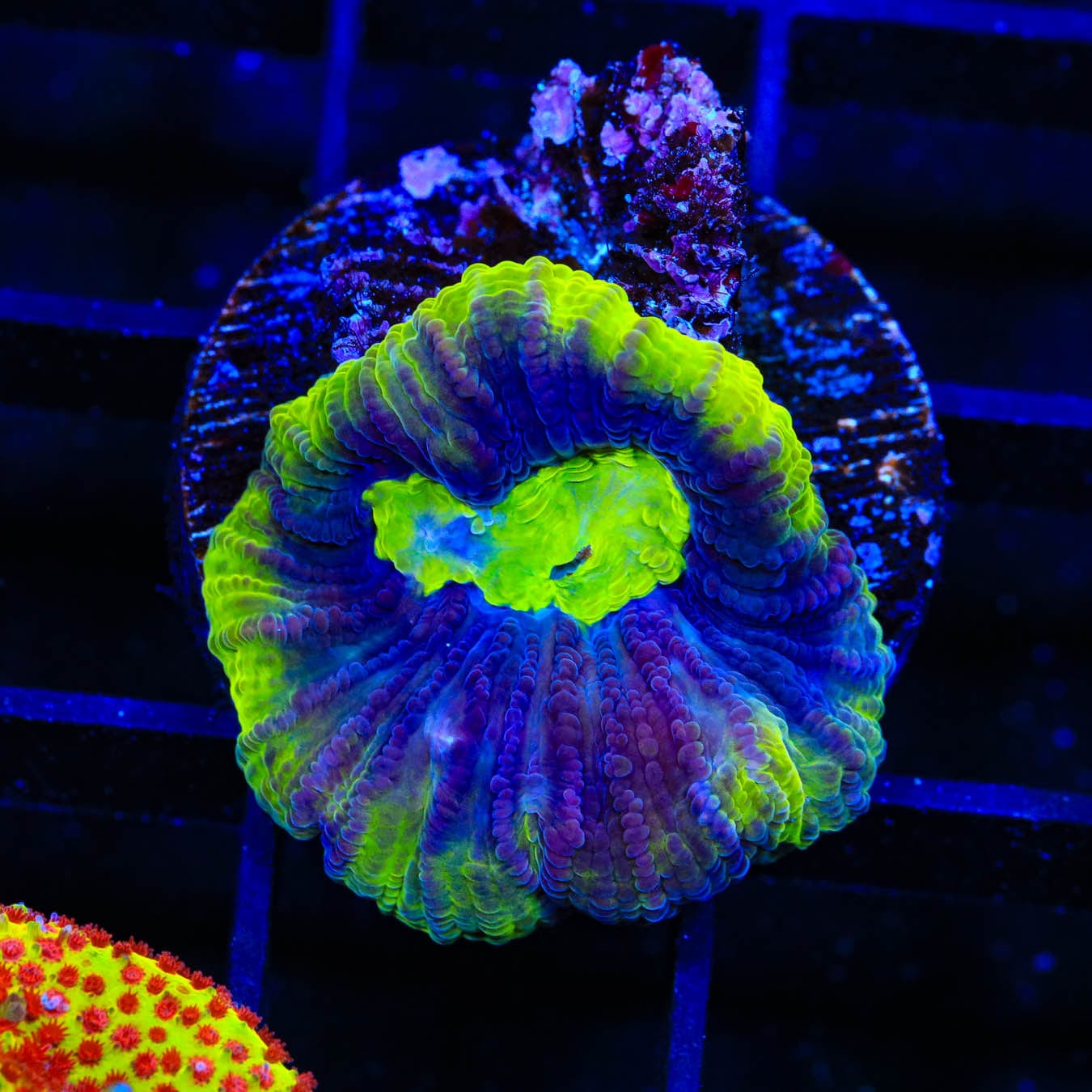Dragon Spirit Favia Coral for Saltwater Aquariums - Vibrant Coral for Reef Tanks & Marine Aquascaping
