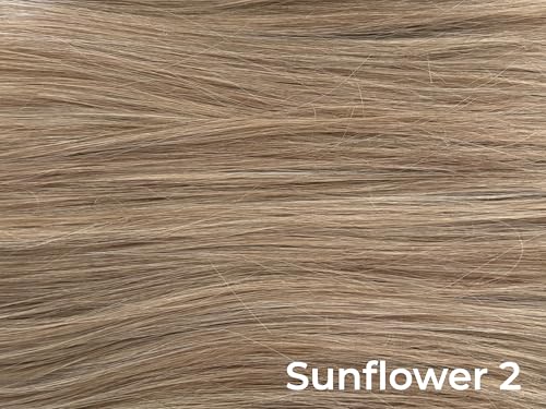 Lighter Sunflower