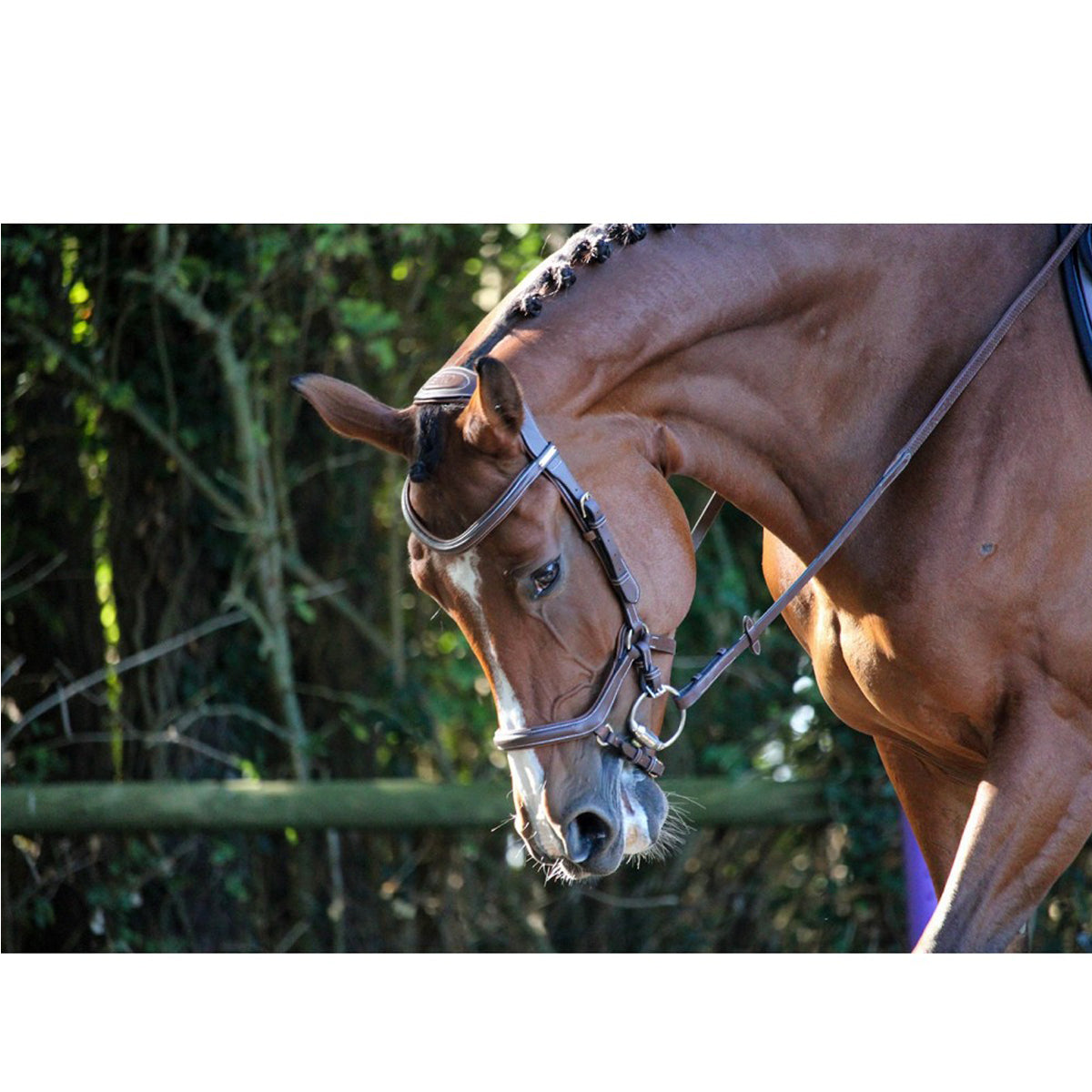 Jump'in New York Bridle - Premium Leather Horse Bridle for Equestrian Riding | One Collection | Perfect for Dressage, Show Jumping & Trail Riding