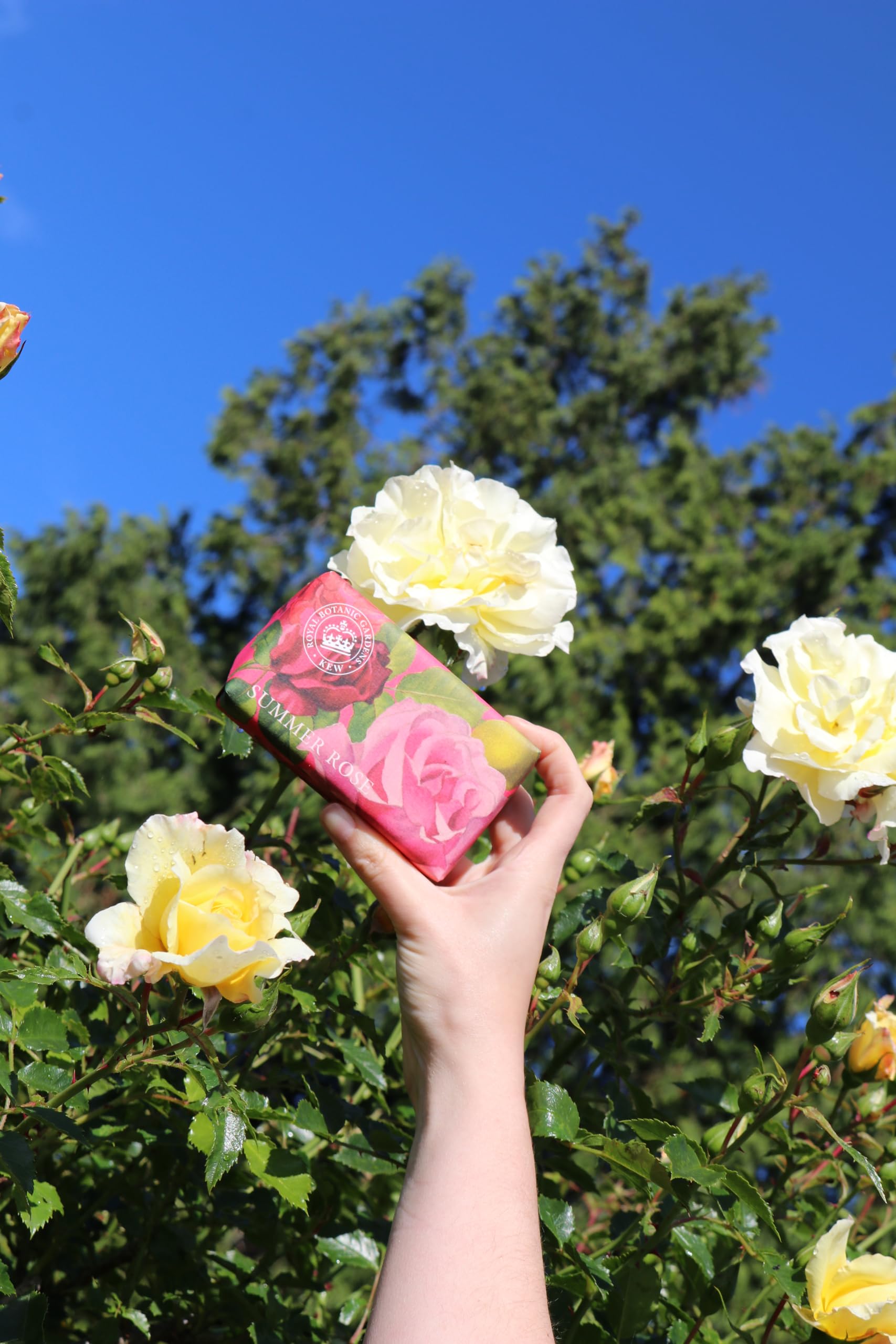 Luxury Rose & Shea Butter Soap Bar - Botanical Gardens Kew Wrapped, Moisturizing Cleansing Soap for Face & Body, Summer Rose Scent (0.53 lbs) - Perfect for Spa Day, Romantic Gifts & Self-Care Routine