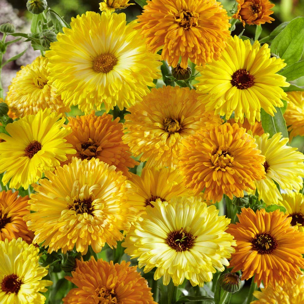 Outsidepride 1 lb. Annual Calendula Pot Marigold Flower Seeds Mix - Non-GMO, Easy to Grow, Attracts Pollinators - Perfect for Garden Beds, Borders & Container Planting