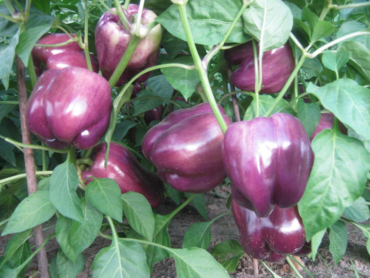 Organic Non-GMO Purple Heirloom Sweet Bell Pepper Seeds - Perfect for Home Gardening, Vegetable Patches & Sustainable Farming