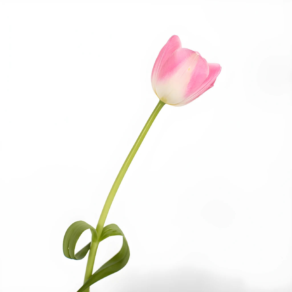 Bulk Tulip Flowers for Wedding Bouquets, Home Decor & Floral Arrangements | Fresh Cut Blush Pink Tulips Wholesale