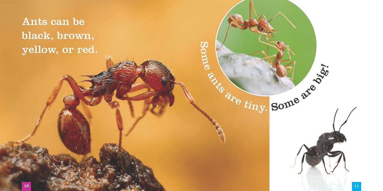 Ants: Science and Nature Book - ISBN 9781608185795 | Perfect for Entomology Studies & Nature Enthusiasts