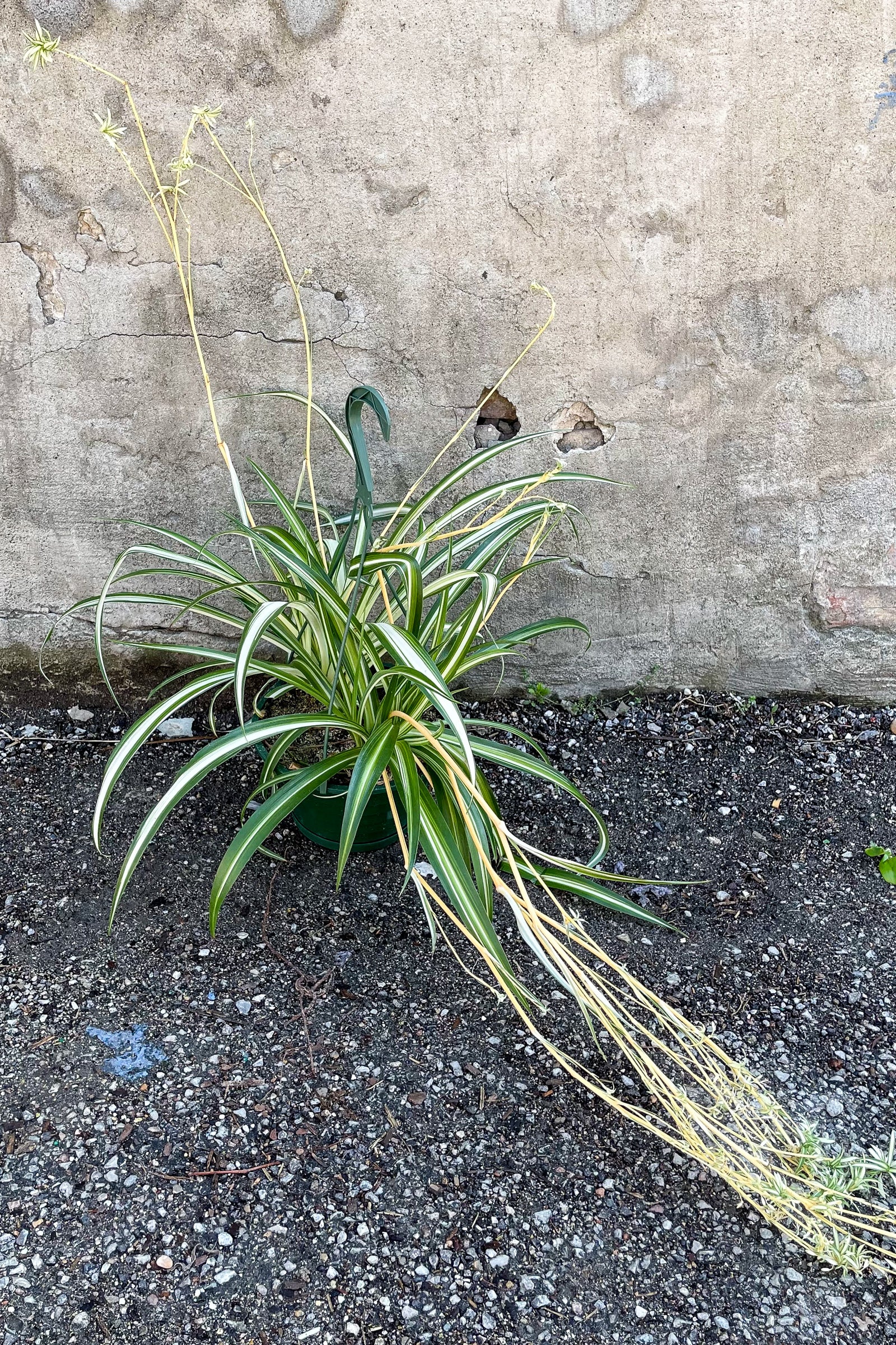 Variegated Spider Plant (Chlorophytum comosum 'Variegatum') - 8