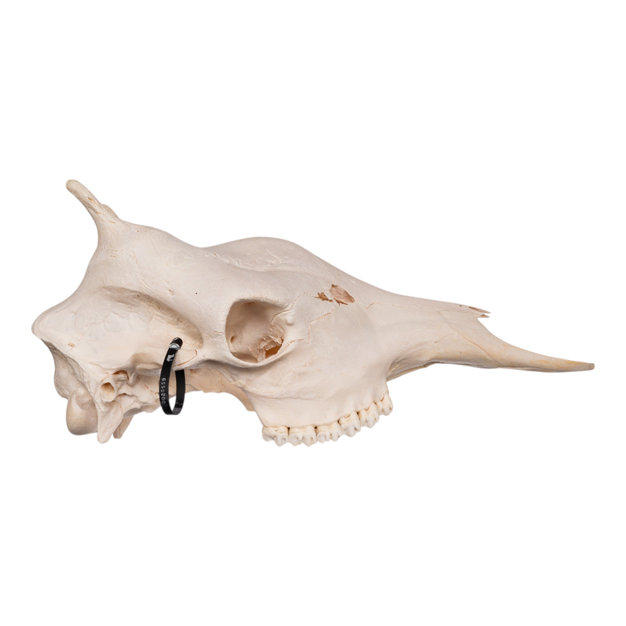 Authentic Southern Giraffe Skull - Female Specimen Without Jawbone - Perfect for Taxidermy, Home Decor, and Educational Displays