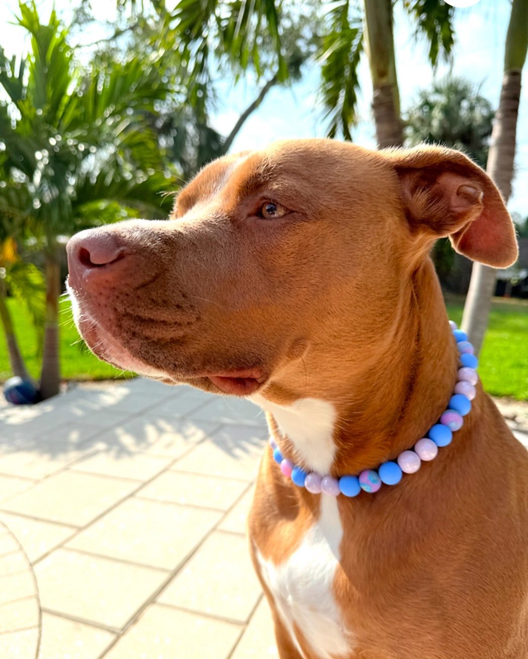 Cosmic Beaded Dog Collar - Stylish & Adjustable Pet Accessory for Small & Medium Dogs - Perfect for Daily Walks, Training & Fashion Outfits