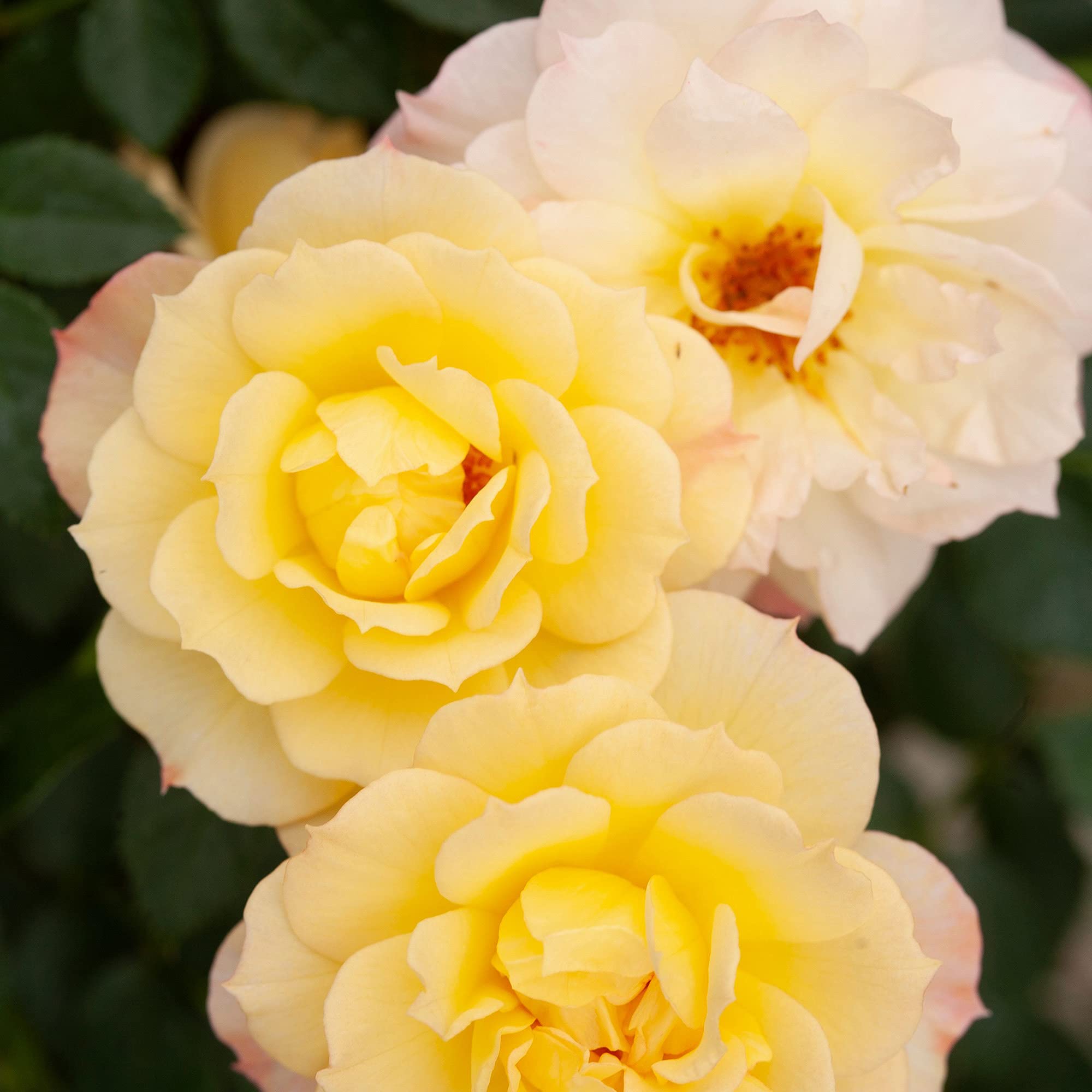 Proven Winners Rose OSO Easy Italian Ice - 2 Gallon Shrub for Vibrant Gardens | Perfect for Landscaping, Borders & Container Planting