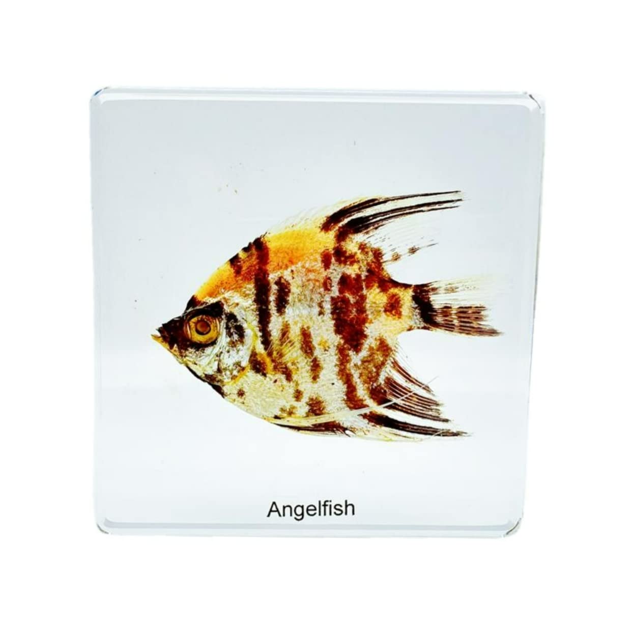 High Definition Amber Resin Specimens (Starfish, Scorpion, Cockroach, Butterfly, Fish, Dragonfly, Angelfish) - Perfect for Kids' Science Education, Nature Collection & Home Decor | Great for School Projects, Science Fairs & Unique Gift Ideas