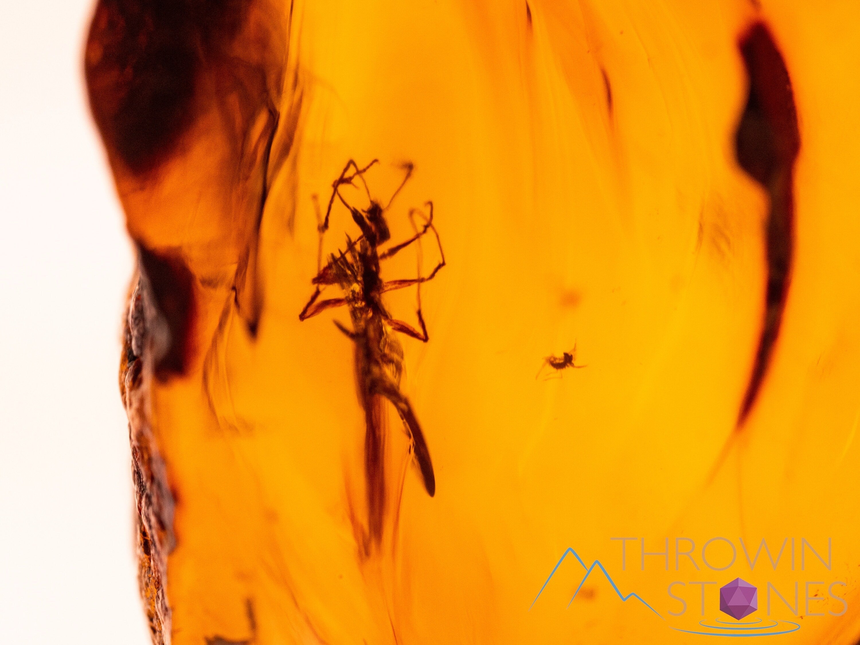 AMBER Stone with Real Insect Fossil - Polished Tumbled Crystals for Healing & Collection - Perfect for Jewelry Making, Meditation & Home Decor
