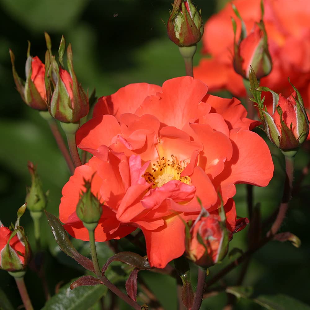 Disco Dancer® Orange Rose Bush - Heirloom Roses Live Shrub Plant for Outdoor Garden Planting | Perfect for Landscaping, Flower Beds & Backyard Decor