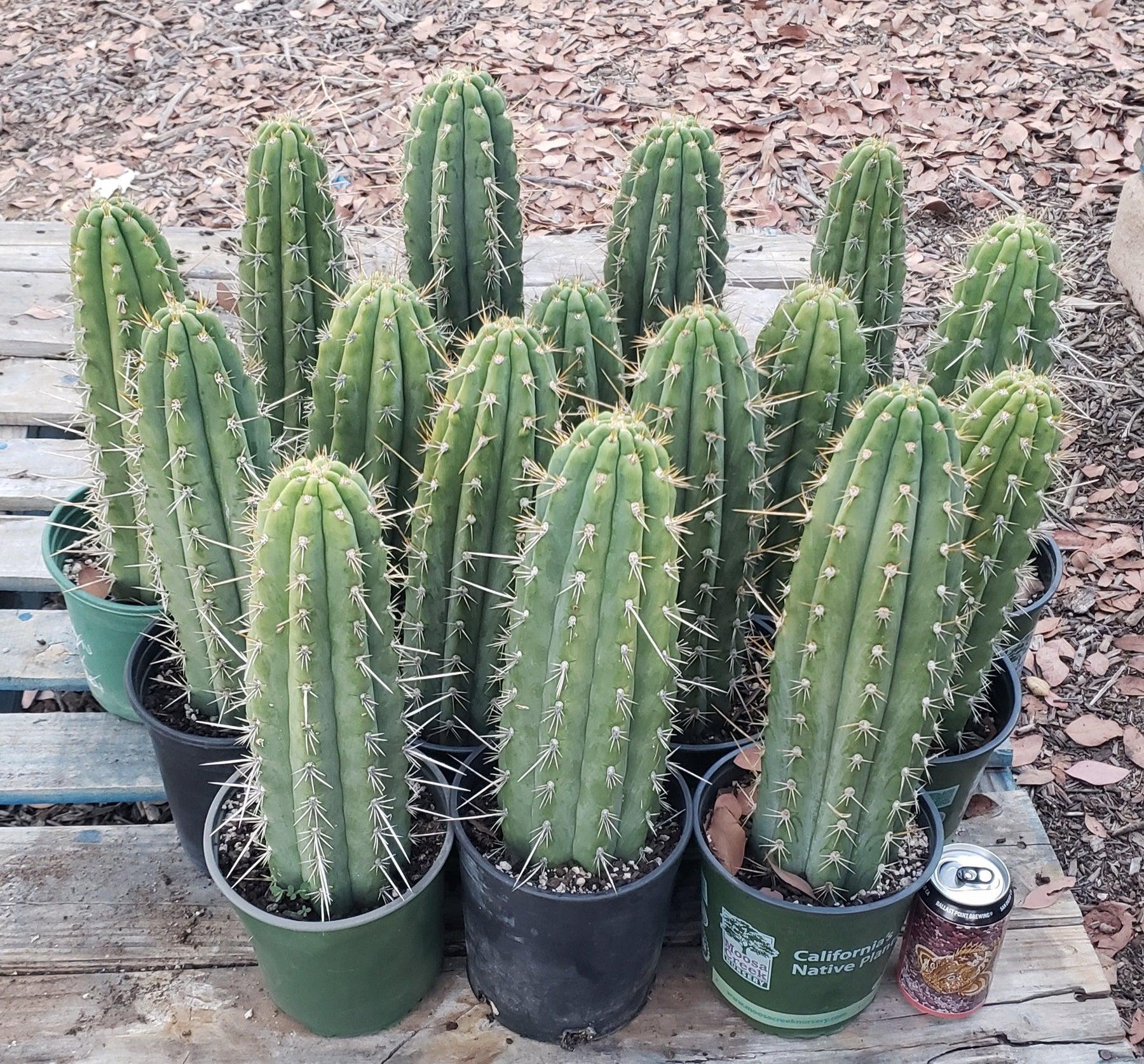 EC59 EXACT Trichocereus Cuzcoensis Cuzco Cactus 14-18 Inch | Rare Live Succulent Plant for Home Decor, Garden & Desert Landscaping