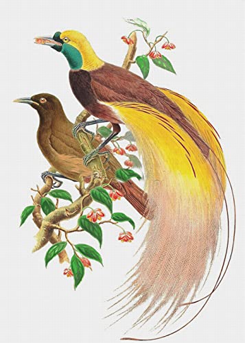 Bird of Paradise Naturalist John Gould Counted Cross Stitch Pattern