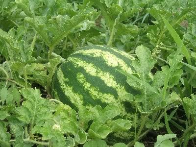 100 Crimson Sweet Watermelon Seeds (Citrullus lanatus) - Juicy, Sweet Homegrown Melons for Summer Gardens, Fresh Snacks & Fruit Salads