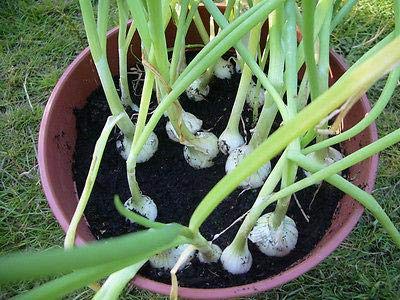 Barletta Cocktail Onion Seeds (100 Count) - Perfect for Salads, Kabobs, Pickling & Gourmet Cocktail Garnishes
