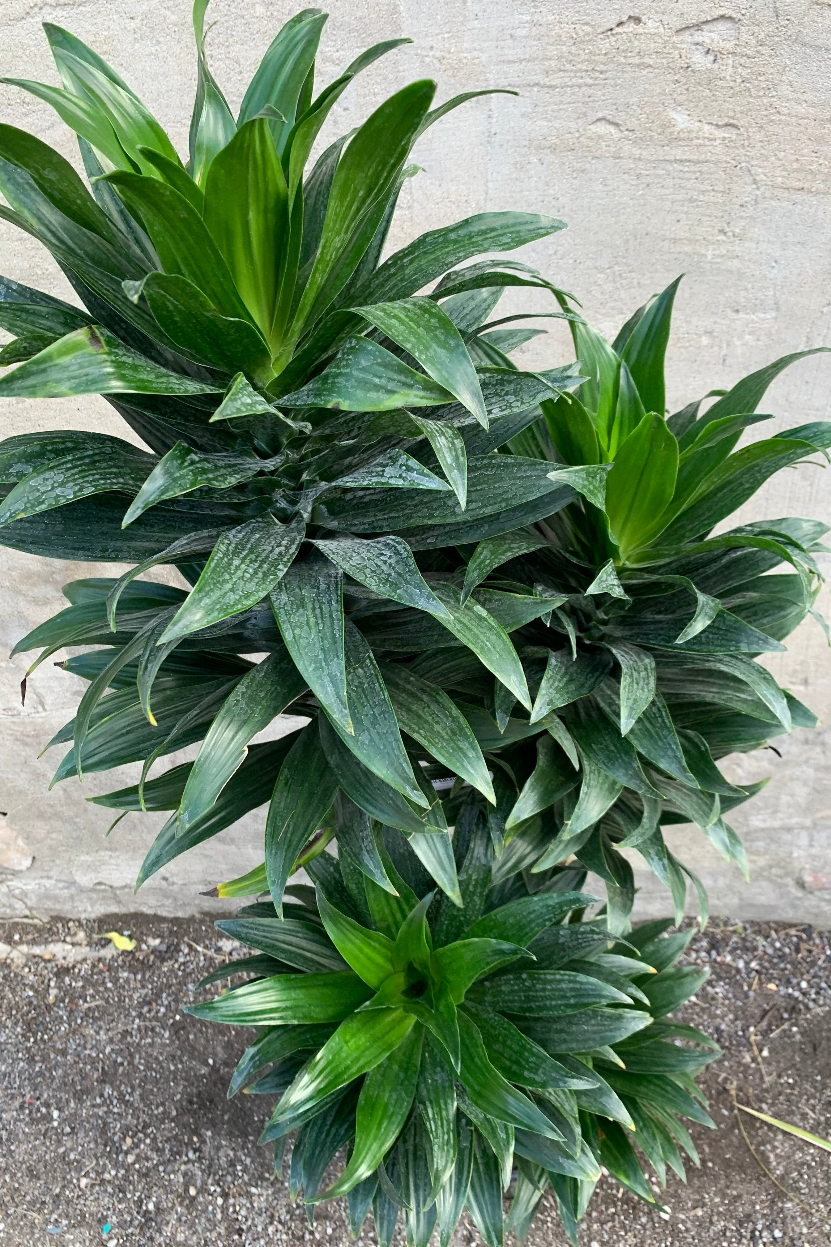 Dracaena 'Janet Craig Compacta' 12
