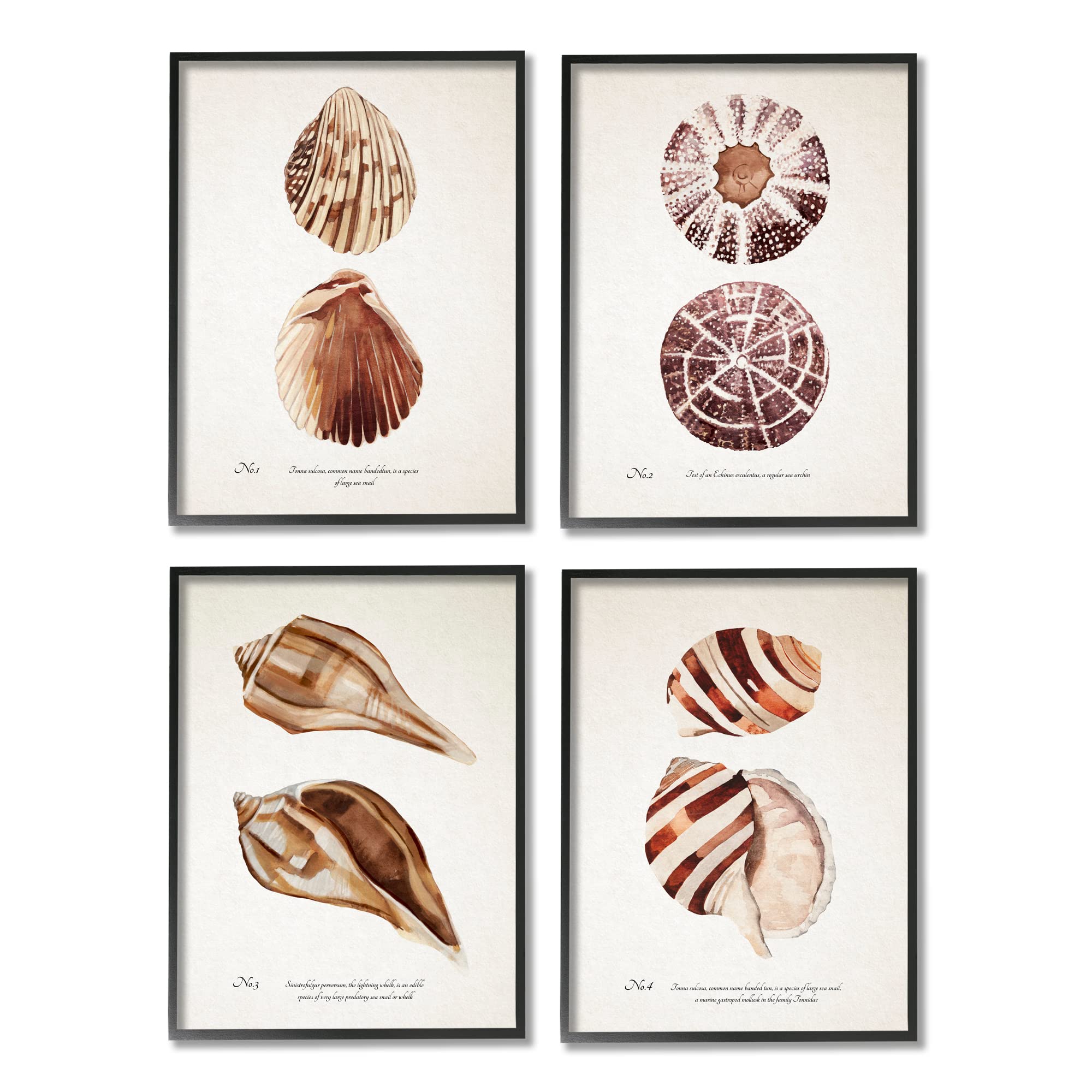 Stupell Industries Elegant Beach Seashells Wall Art - Exquisite Marine Life Coastal Decor by Annie Warren - Perfect for Living Room, Bedroom, Bathroom & Beach House Decor