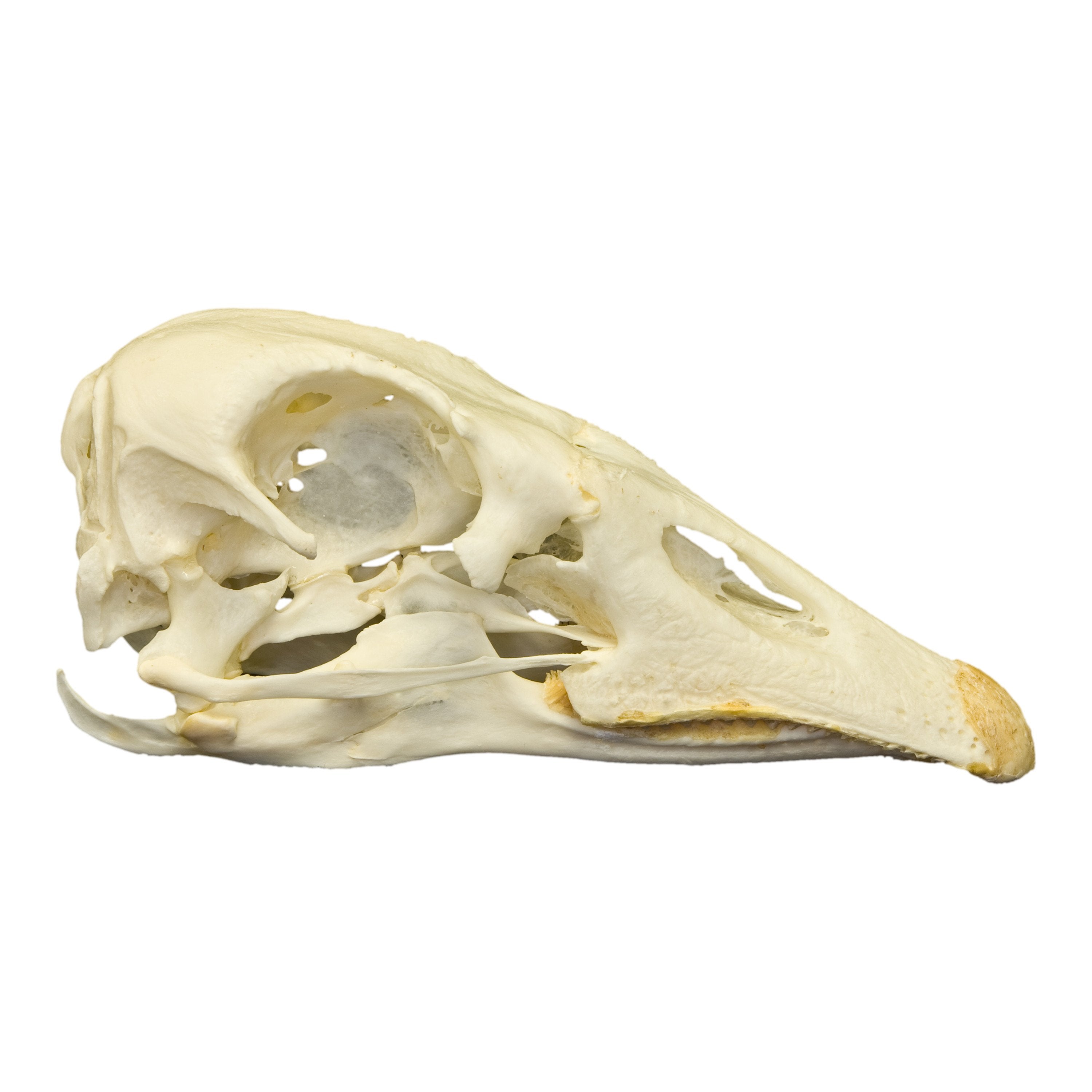 Authentic Real Domestic Goose Skull Specimen - Natural Bone Collectible for Science, Education, and Gothic Decor - Perfect for Halloween, Oddity Cabinets, and Taxidermy Displays