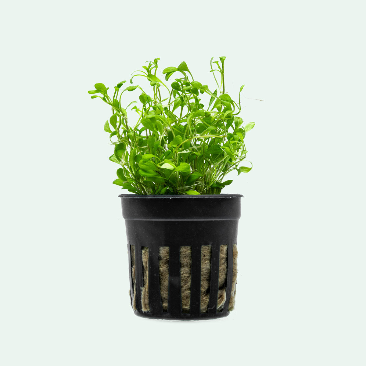 Glossostigma Elatinoides - Premium Aquatic Carpet Plant for Freshwater Aquariums | Perfect for Foreground Planting, Aquascaping, and Nano Tanks