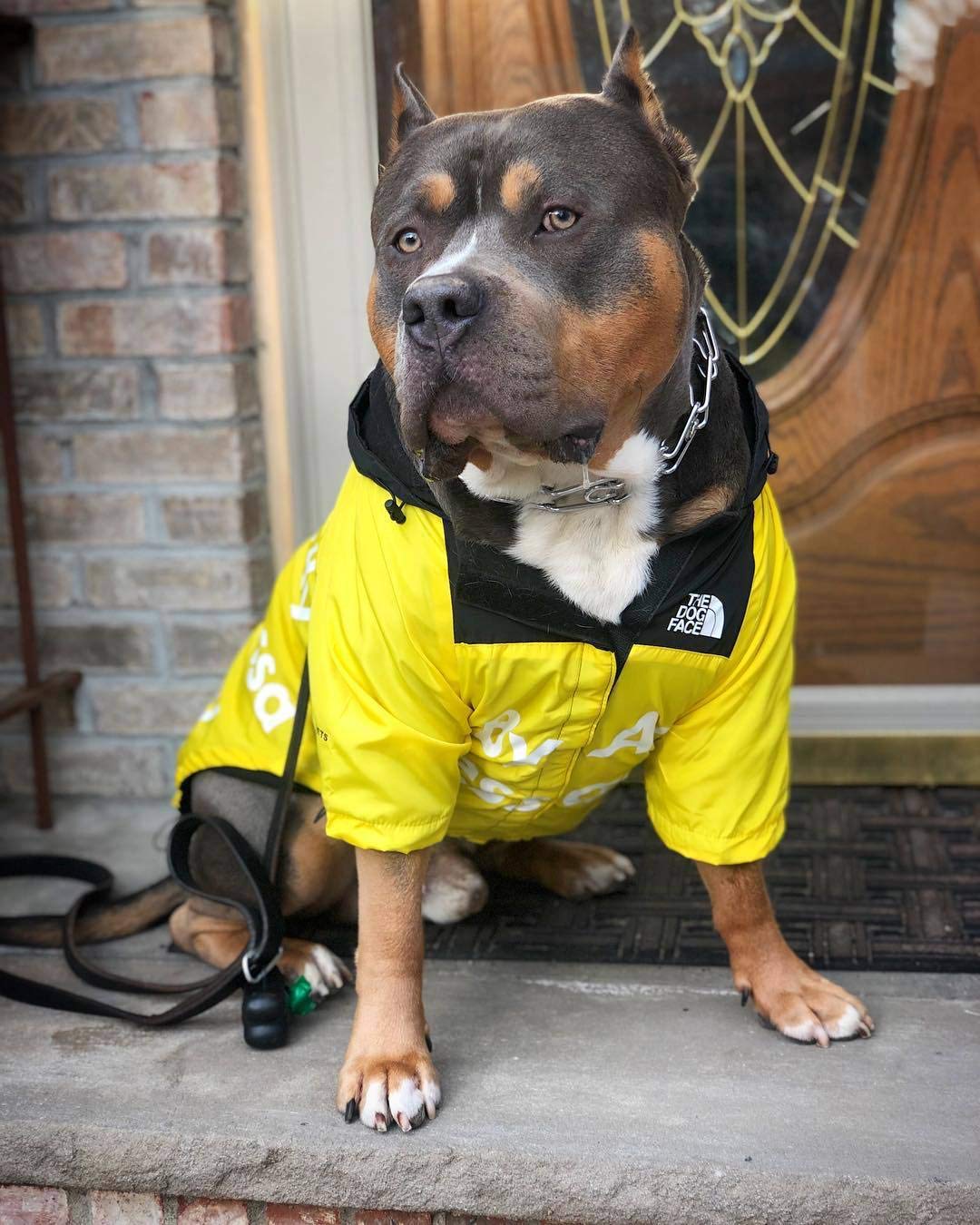 **Waterproof & Windproof Dog Raincoat with Hood - Lightweight Dog Jacket for Small, Medium, Large & XL Dogs (5X-Large, Yellow) - Perfect for Rainy Walks & Outdoor Adventures**