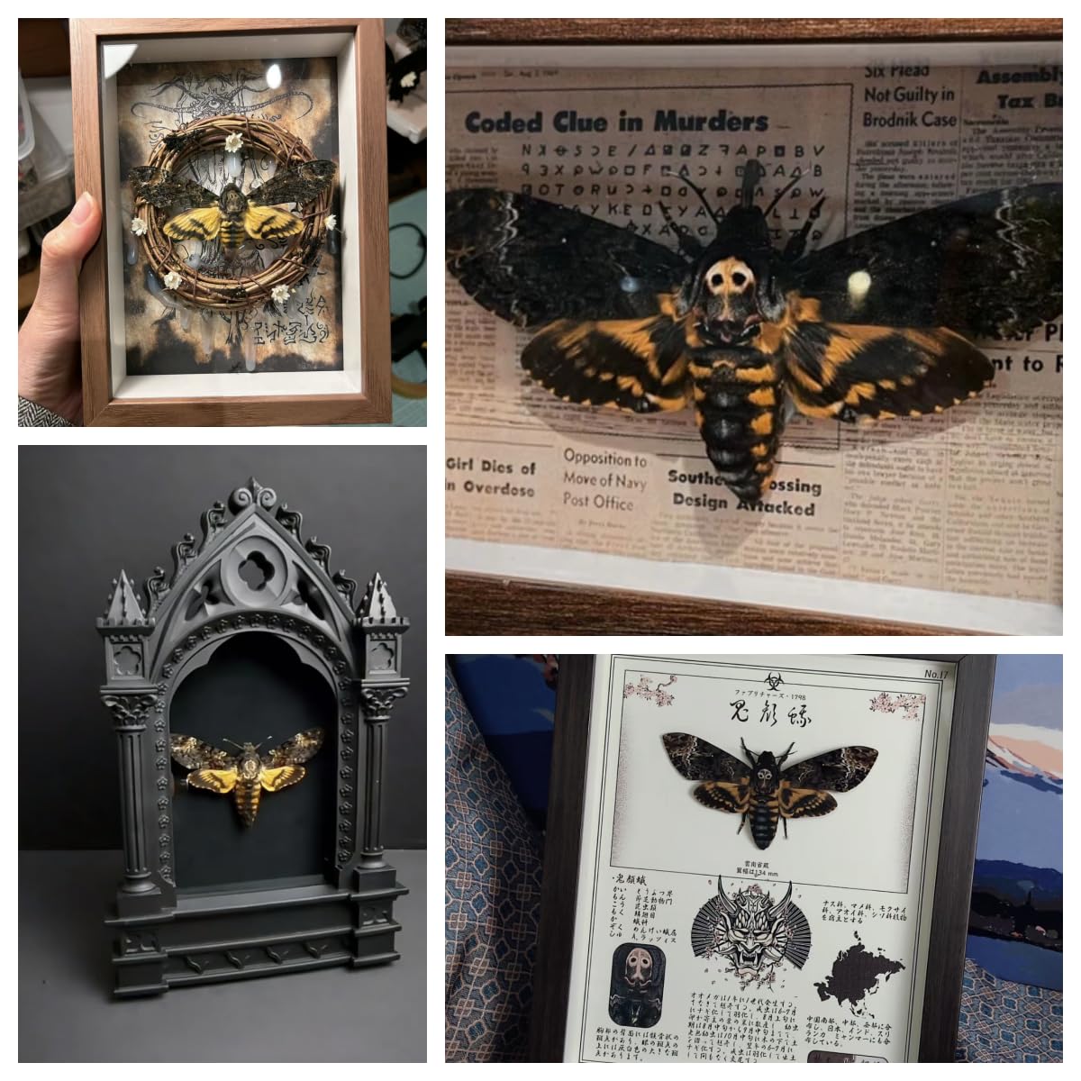 2 Real Death's Head Moths (Acherontia lachesis) - Greater Death's Head Hawkmoth Specimens - Male & Female Skull Moth Collection - Perfect for Entomology Displays, Gothic Decor, and Science Education