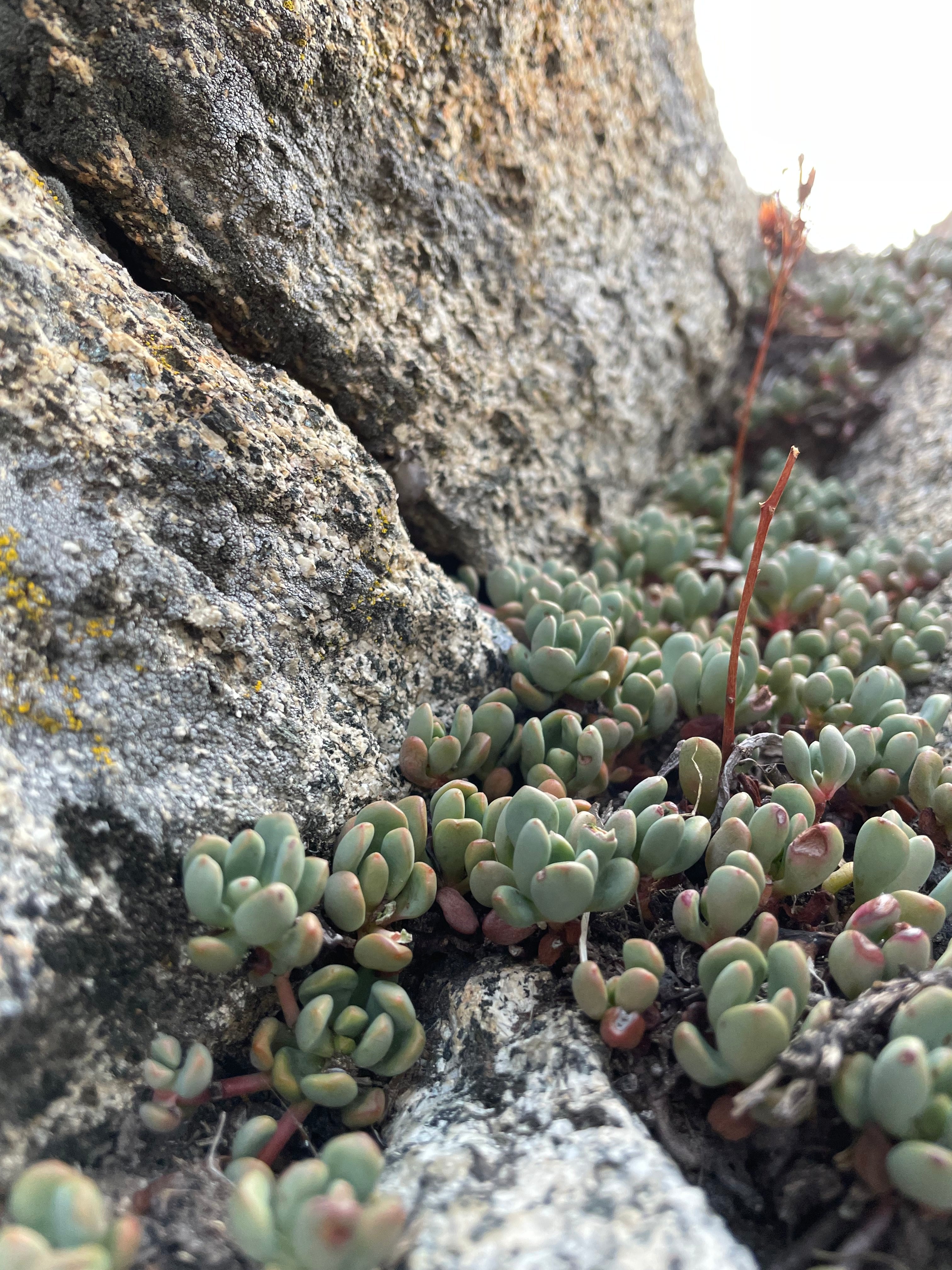 Best Backpacking Gear for Yosemite's Glen Aulin Pass - Lightweight Hiking Equipment for Outdoor Adventures | Perfect for Camping & Wilderness Exploration