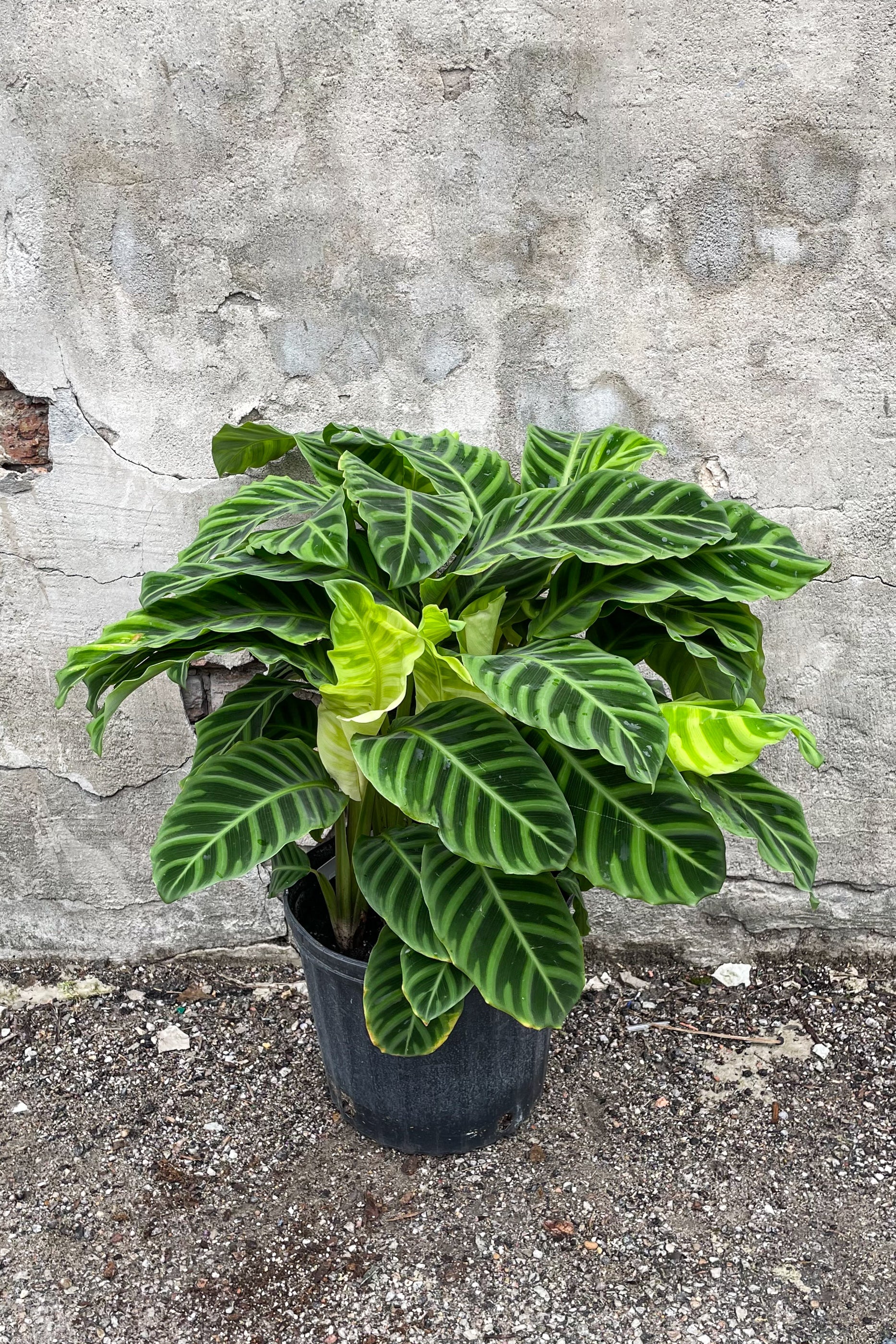 Calathea Zebrina Plant - 10 Inch Potted Prayer Plant for Home & Office Decor | Perfect for Indoor Spaces, Low Light Areas, and Air Purification