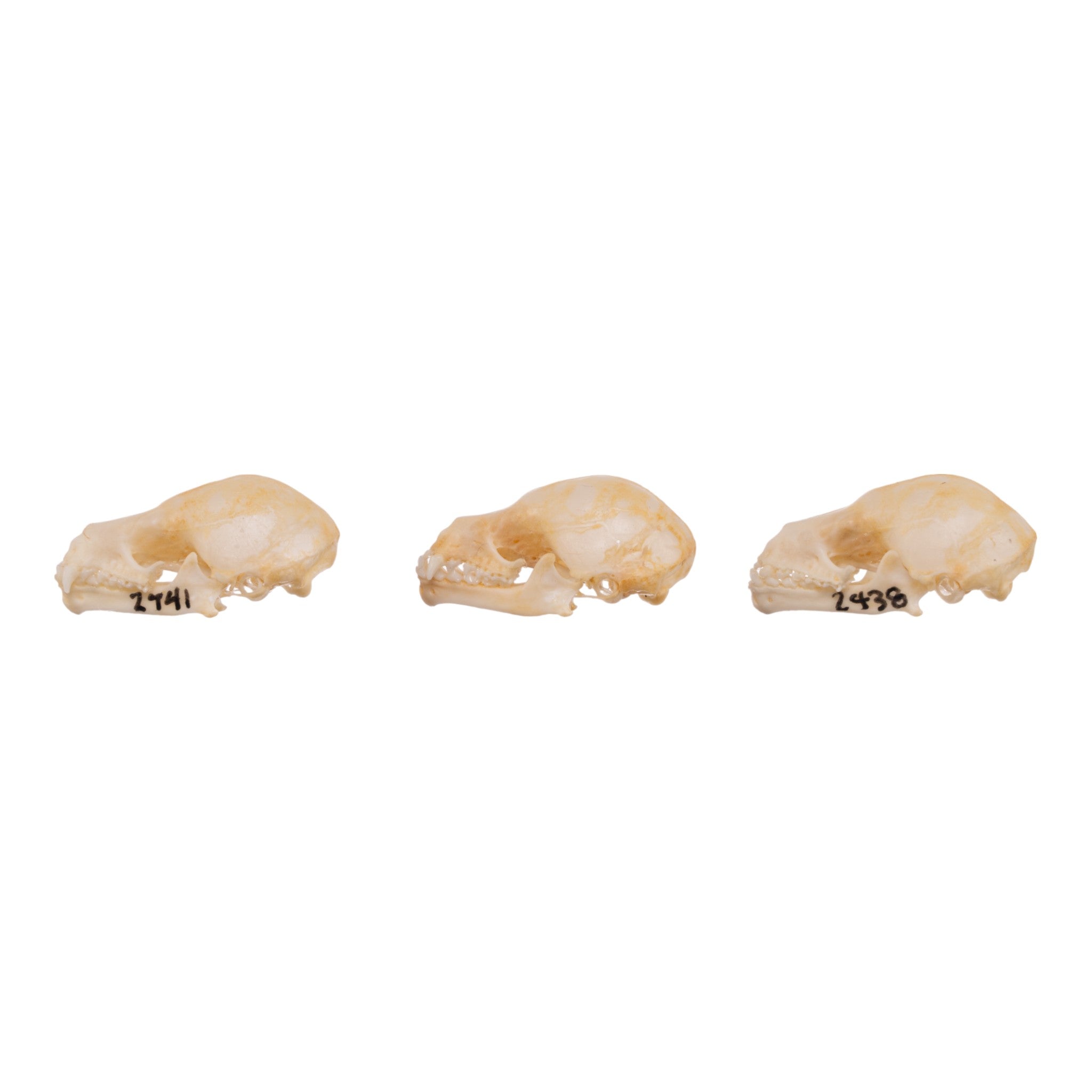 Authentic Seba's Short-Tailed Bat Skull Specimen - Real Bone Taxidermy for Science & Collectors | Perfect for Halloween Decor, Gothic Display & Biology Education
