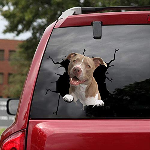 American Pitbull-01