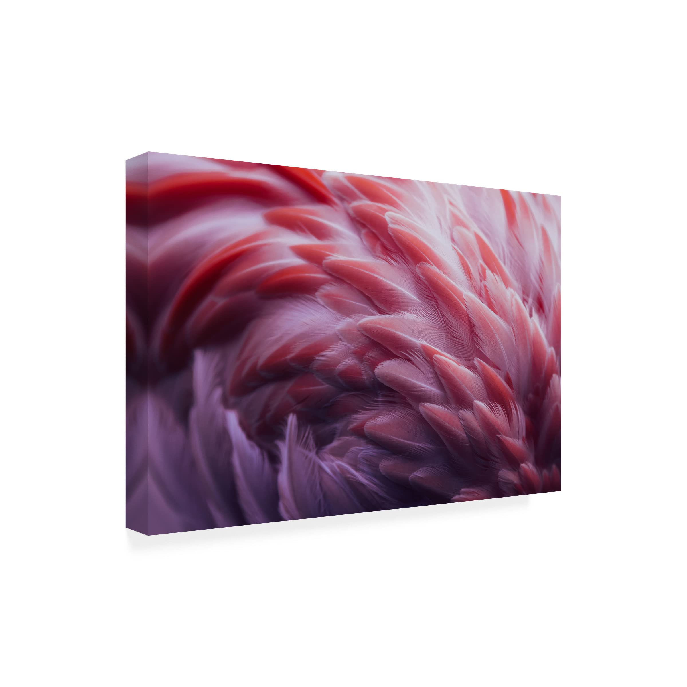 Trademark Fine Art 'Flamingo' Canvas Wall Art by Angyalosi Beata - Tropical Home Decor for Living Room, Bedroom & Office