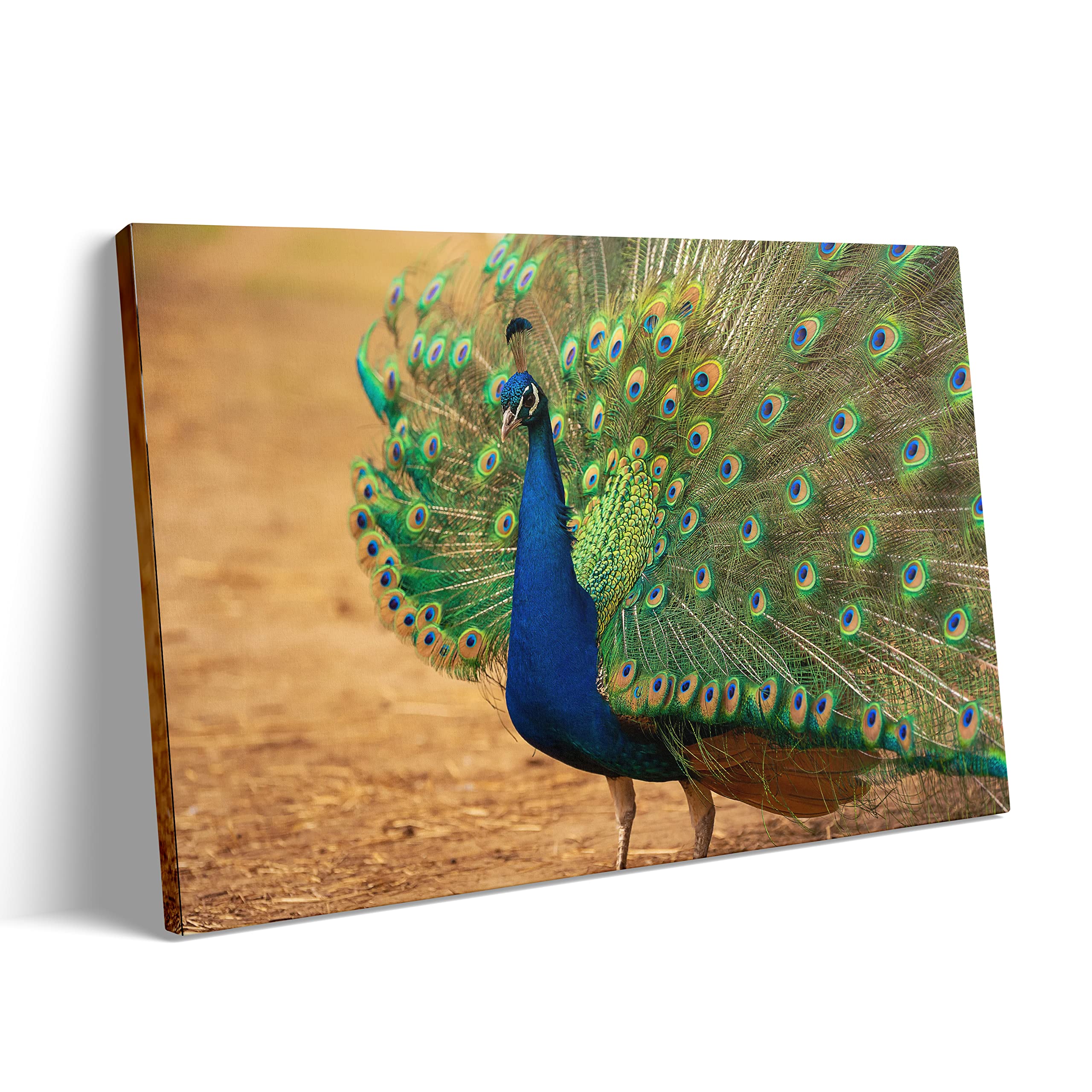 Peacock Canvas Wall Art - Bedroom & Living Room Decor for Home
