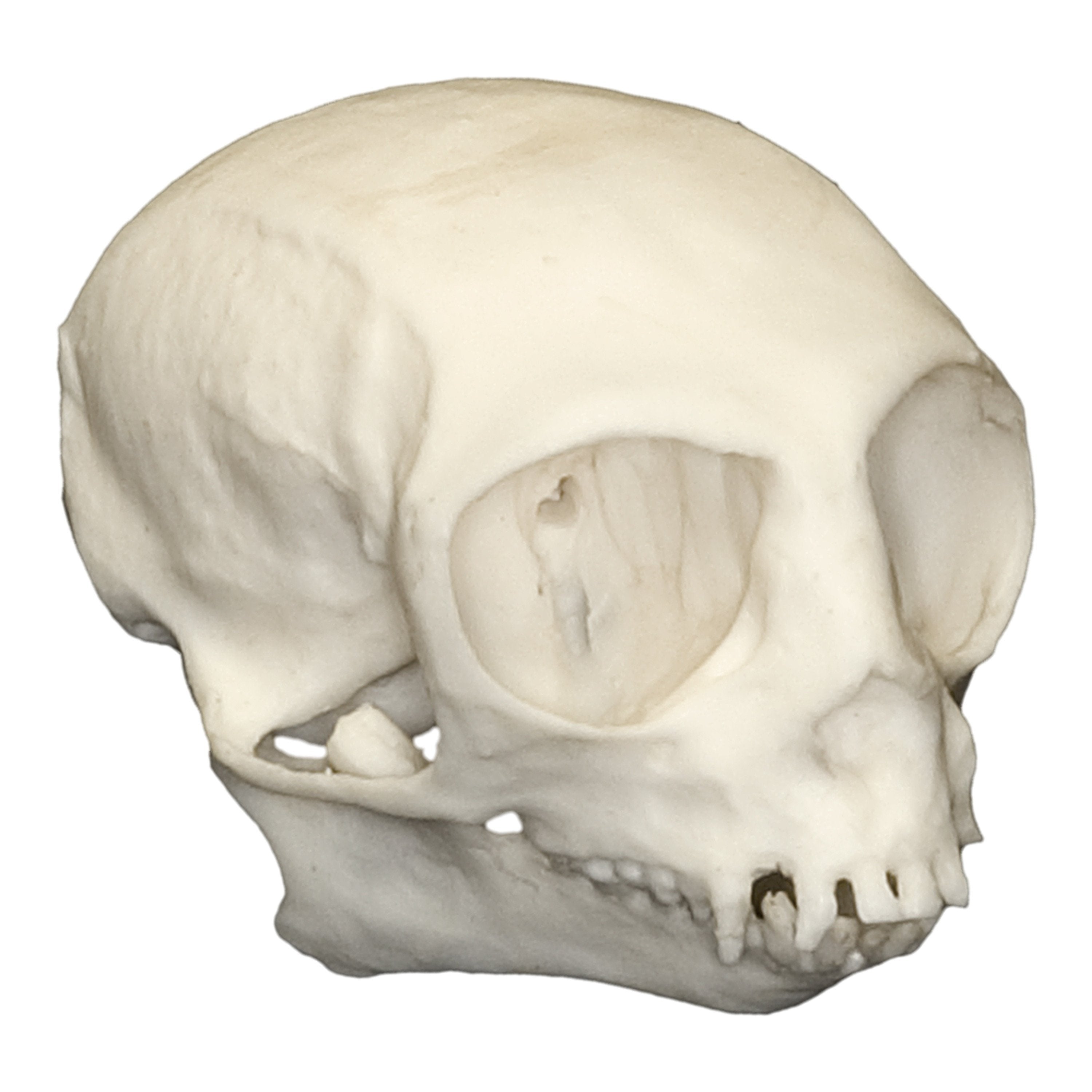 Authentic Replica Pygmy Marmoset Skull - Lifelike Miniature Monkey Skull for Science Education, Oddity Collections & Gothic Decor