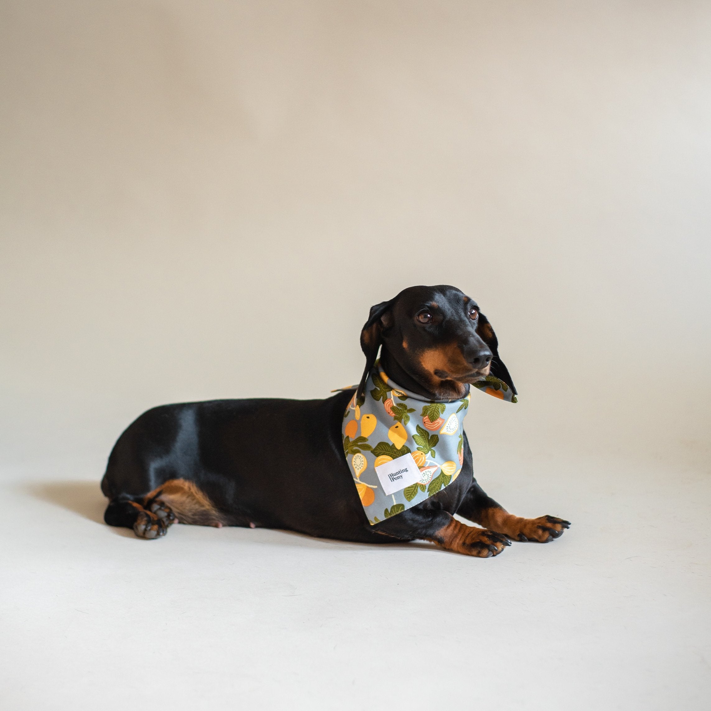 Stylish Pony Bandana for Dogs - Adjustable Pet Bandana for Small & Medium Dogs - Perfect for Parties, Photos & Everyday Wear