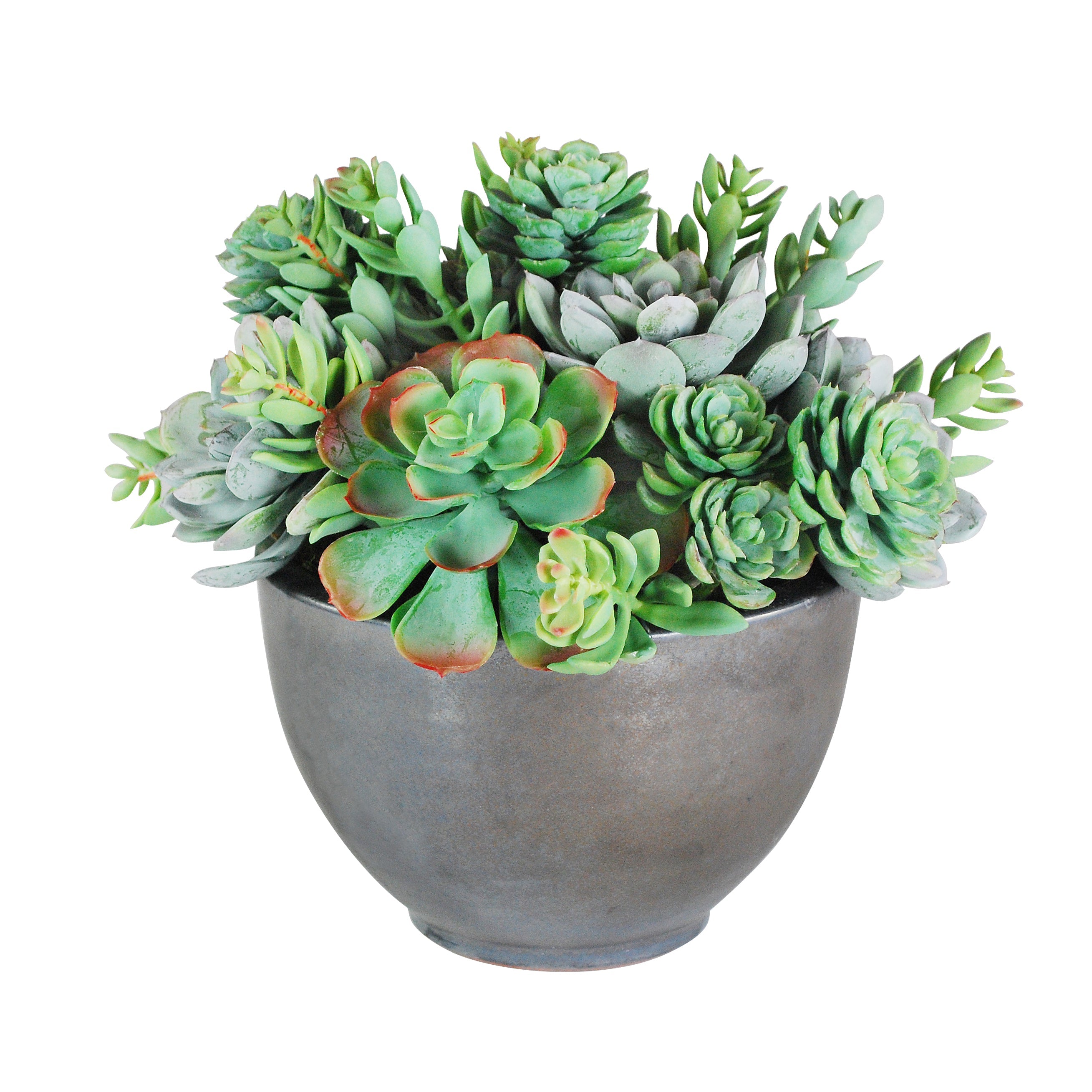 Mixed Succulent Plants in Decorative Bowl - Low Maintenance Indoor Houseplants for Home, Office & Gift Decor