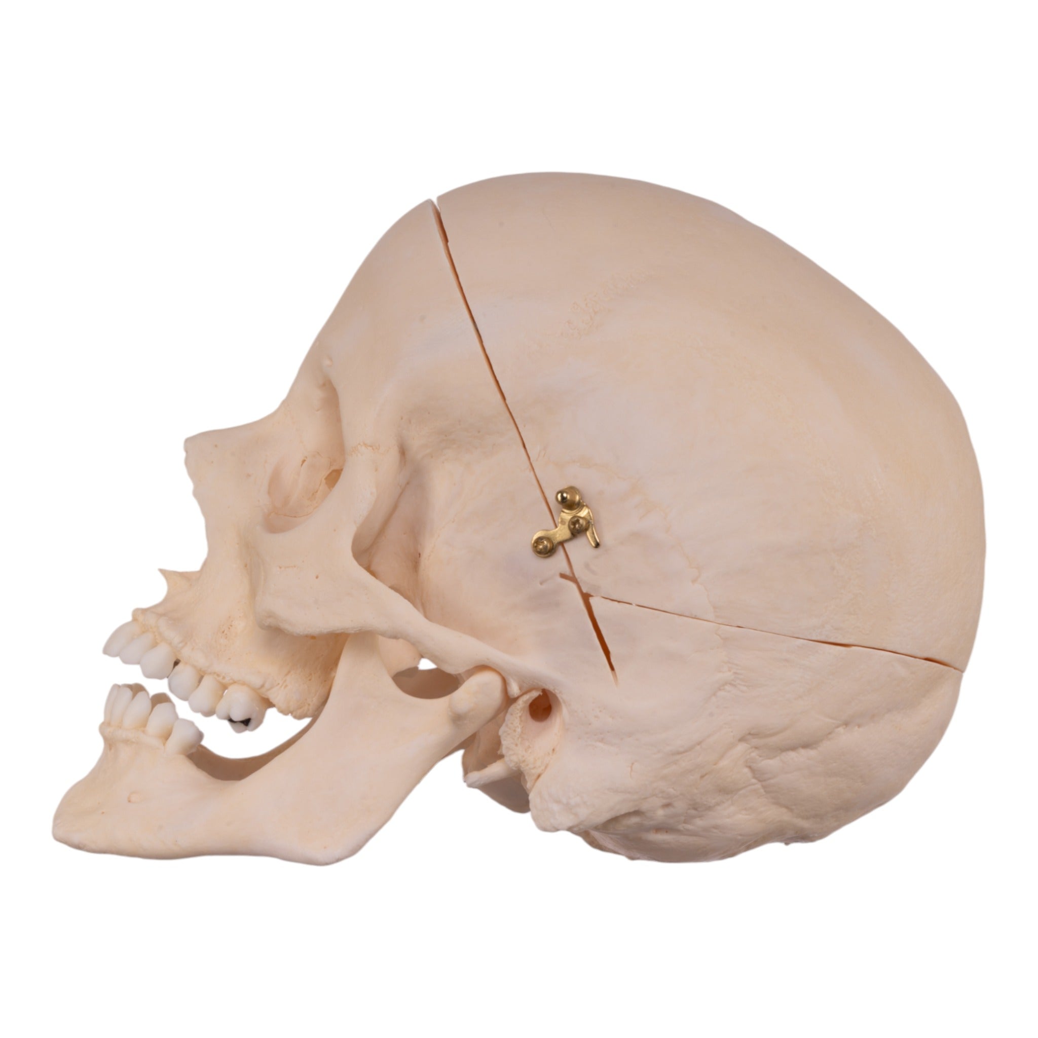 Premium Anatomical Human Skull Model - Accurate Medical & Educational Replica for Students, Doctors & Collectors | Perfect for Classroom, Lab Study & Halloween Decor