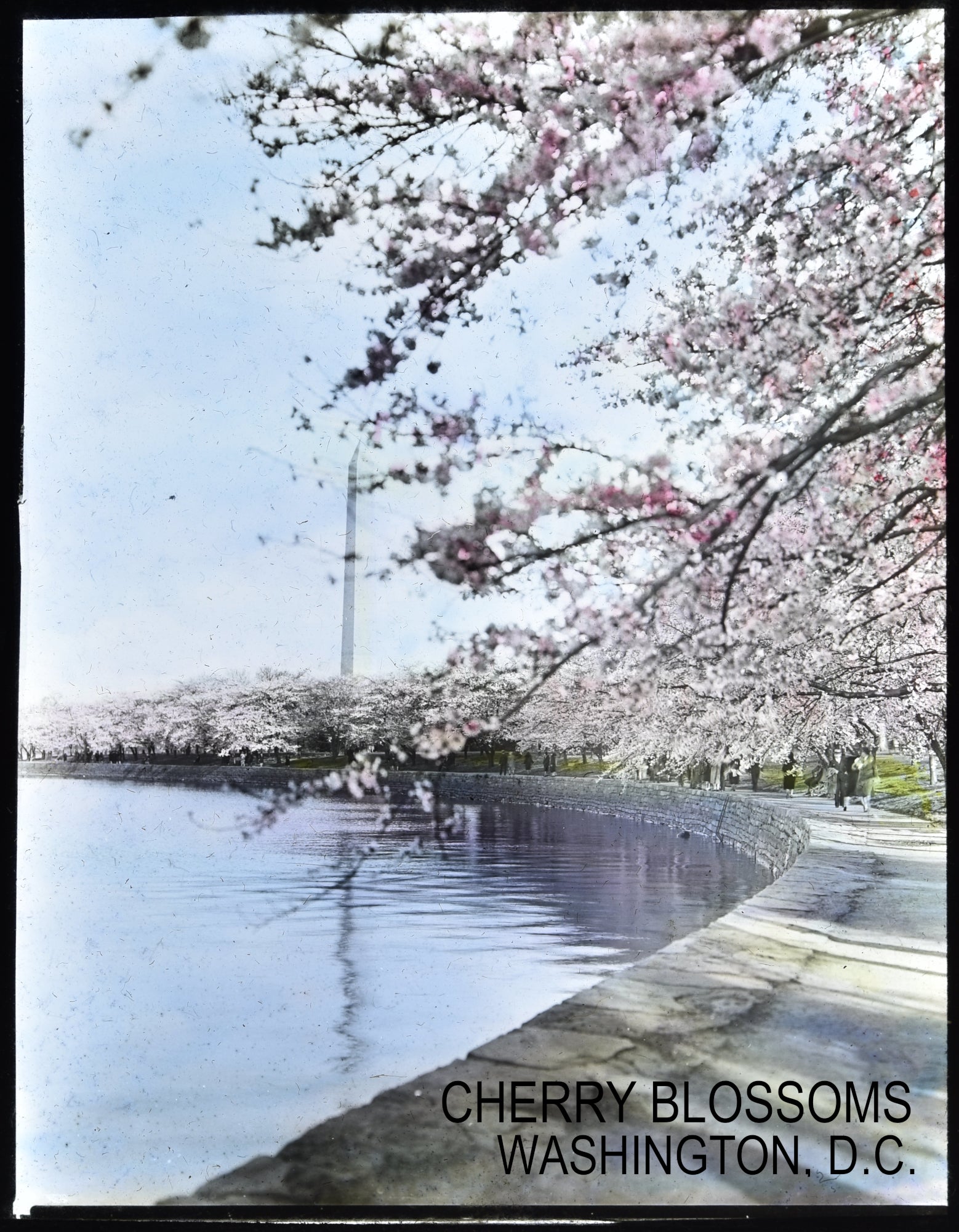 Cherry Blossoms at the Tidal Basin with Washington Monument Matted Print - Stunning Spring Wall Art for Home & Office Decor