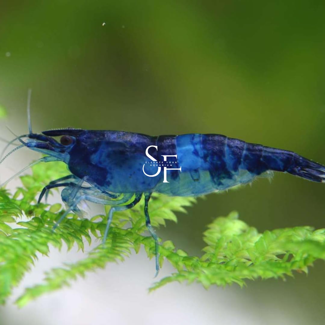 SF AQUATIC 20 Blue Dream High Grade Freshwater Aquarium Shrimp - Breeding Age Live Shrimp with Live Arrival Guarantee - Perfect for Nano Tanks, Planted Aquariums & Shrimp Breeding Projects