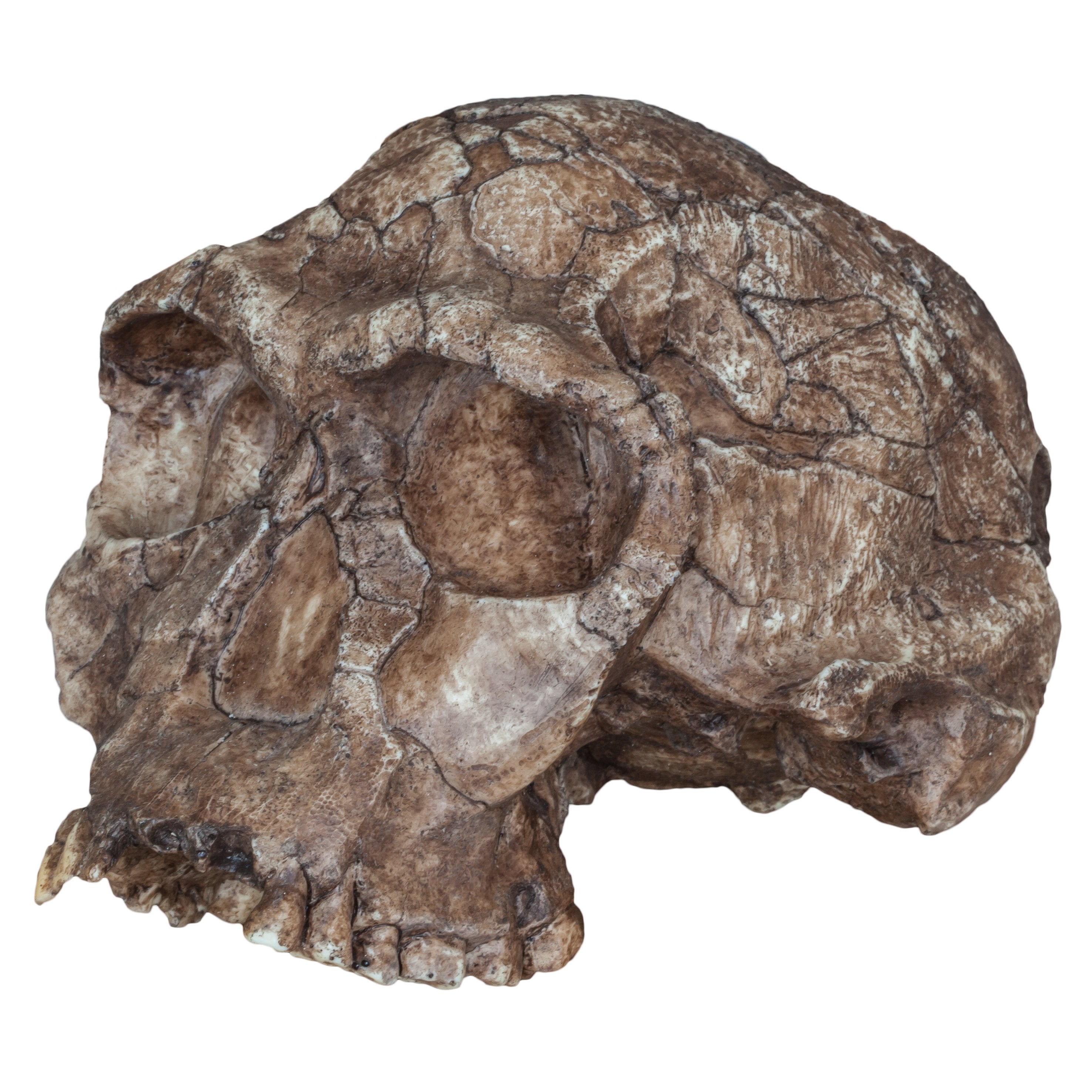 Replica Homo Habilis Skull - High Quality Fossil Reproduction for Anthropology Study, Science Education & Museum Display - Durable Economy Cranium Model for Students, Teachers & Collectors