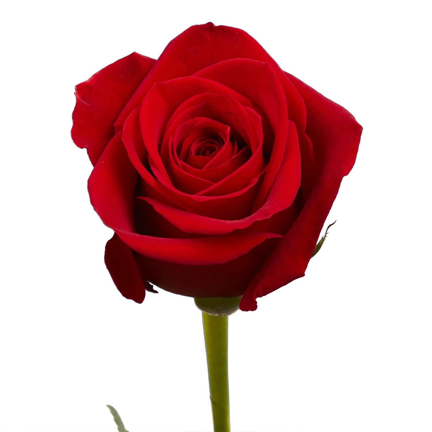100 Fresh Red Roses Bouquet - Premium Long-Lasting Flowers for Valentine's Day, Anniversary & Romantic Gifts - Perfect for Weddings, Proposals & Home Decor
